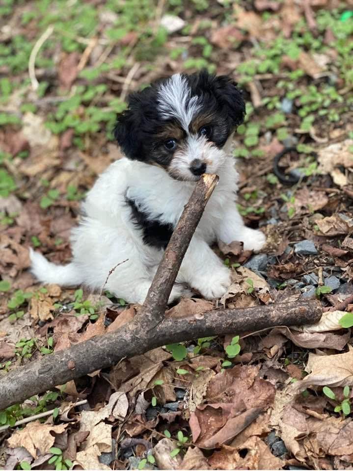 Toby