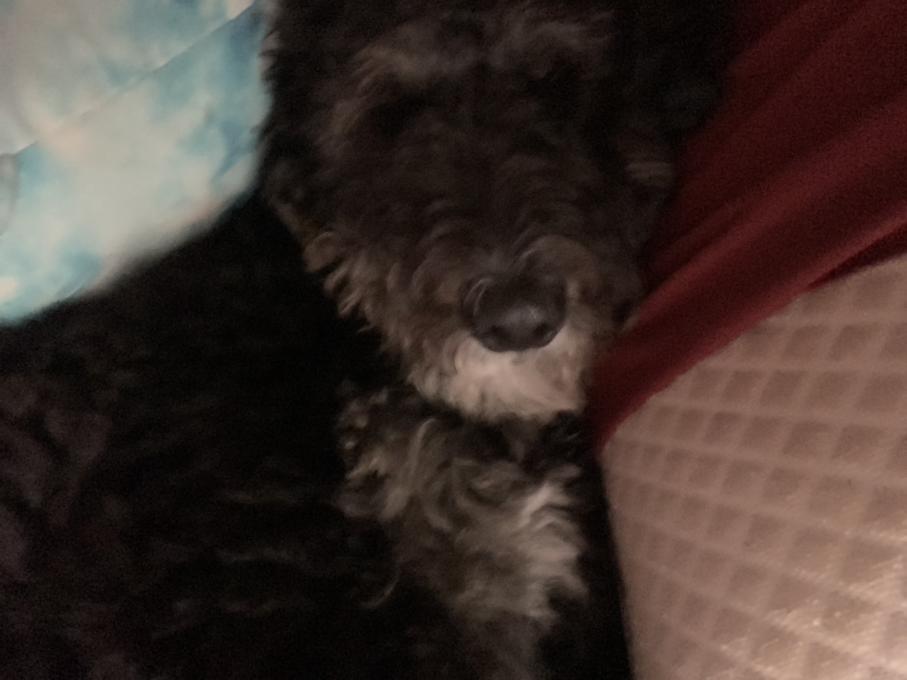 Zoe