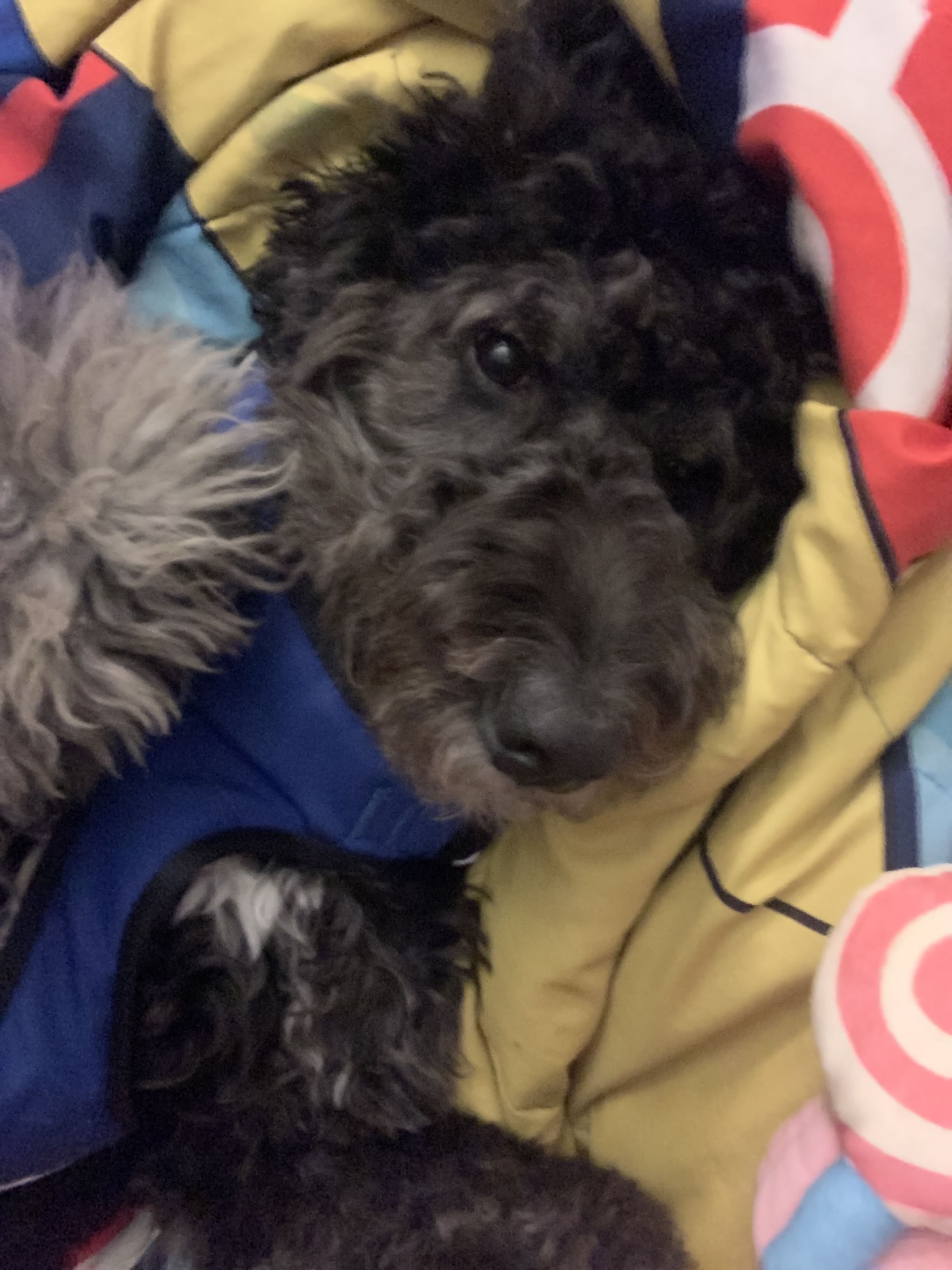 Zoe