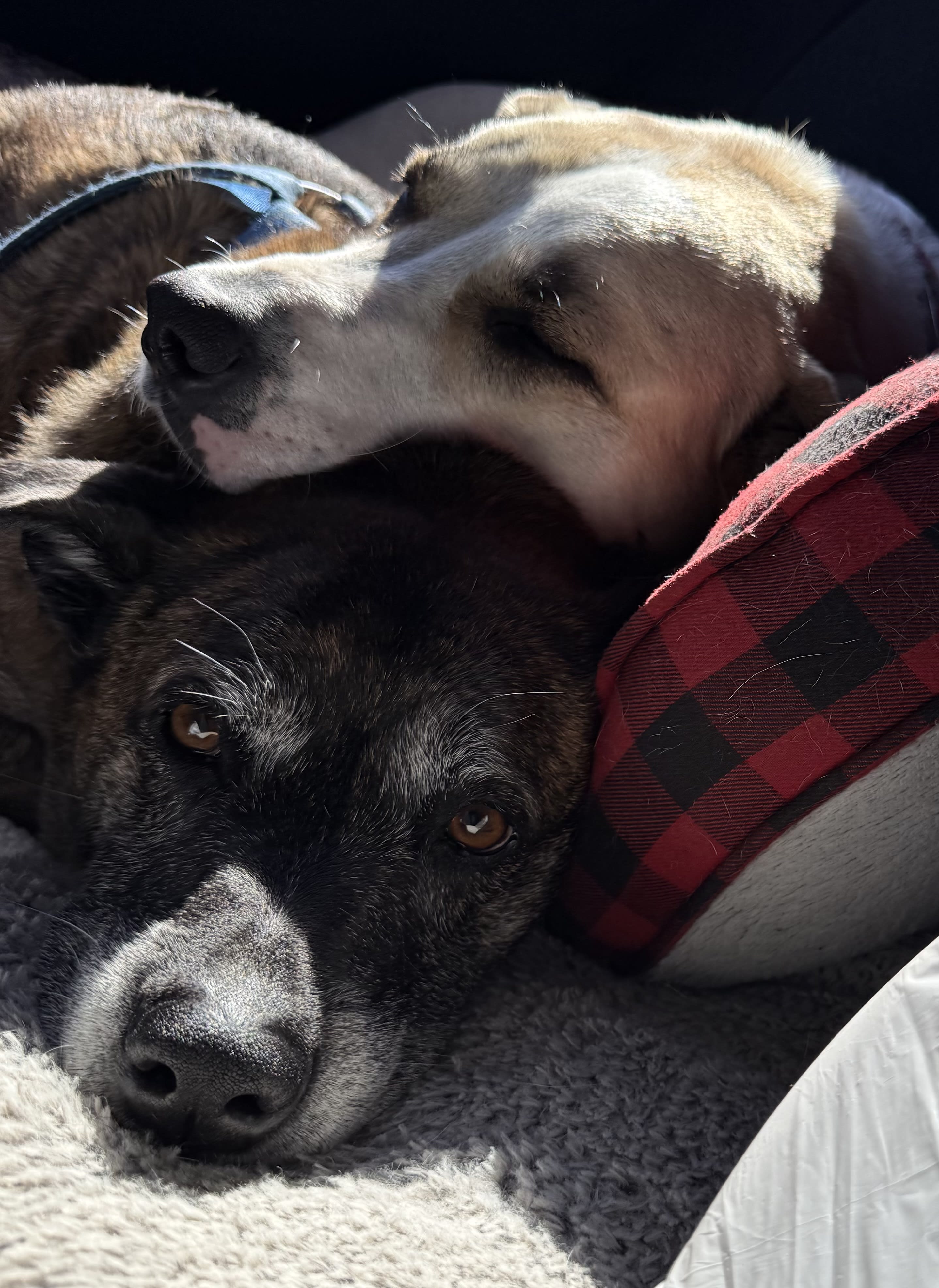 Enzo and Mili