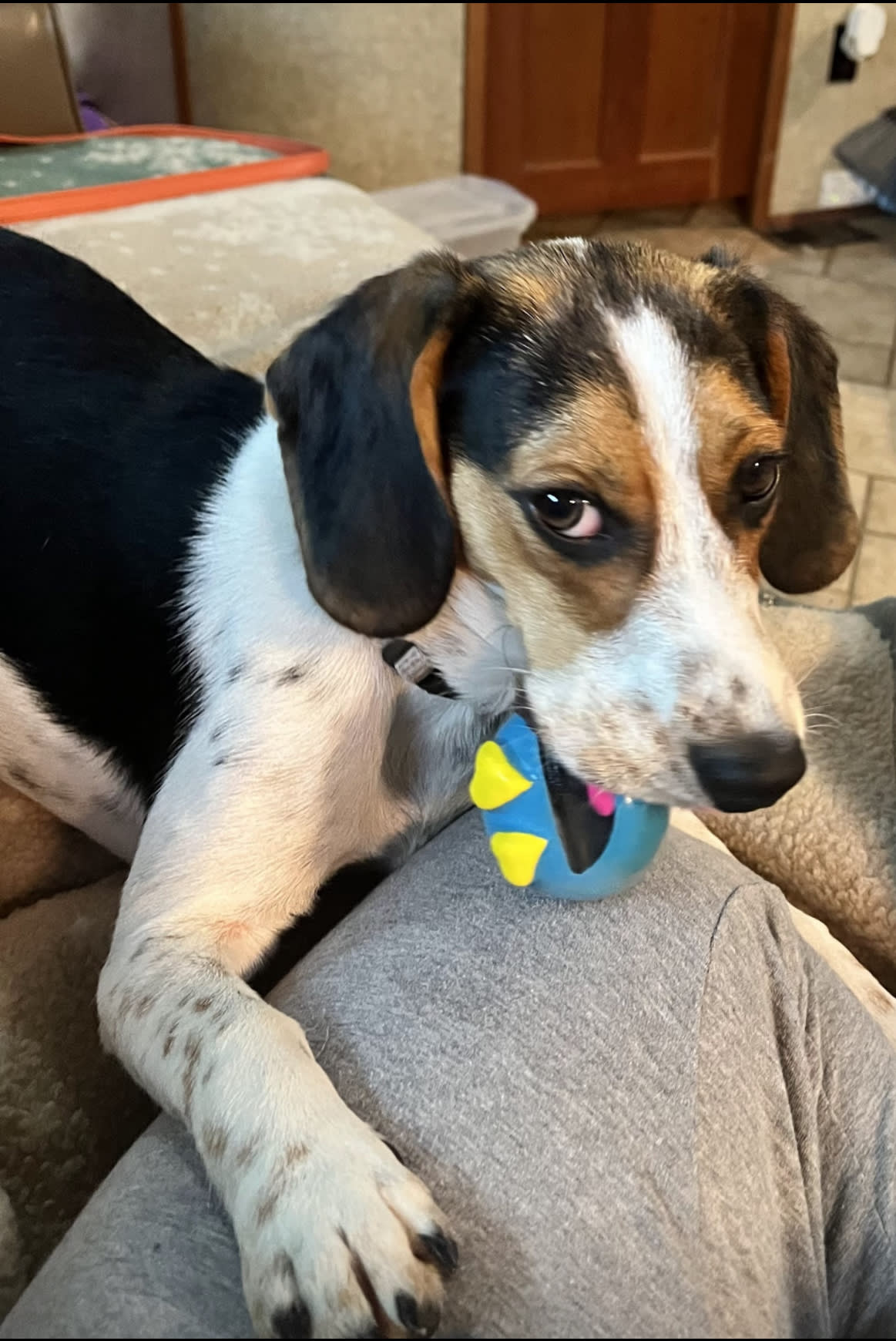 Daisy