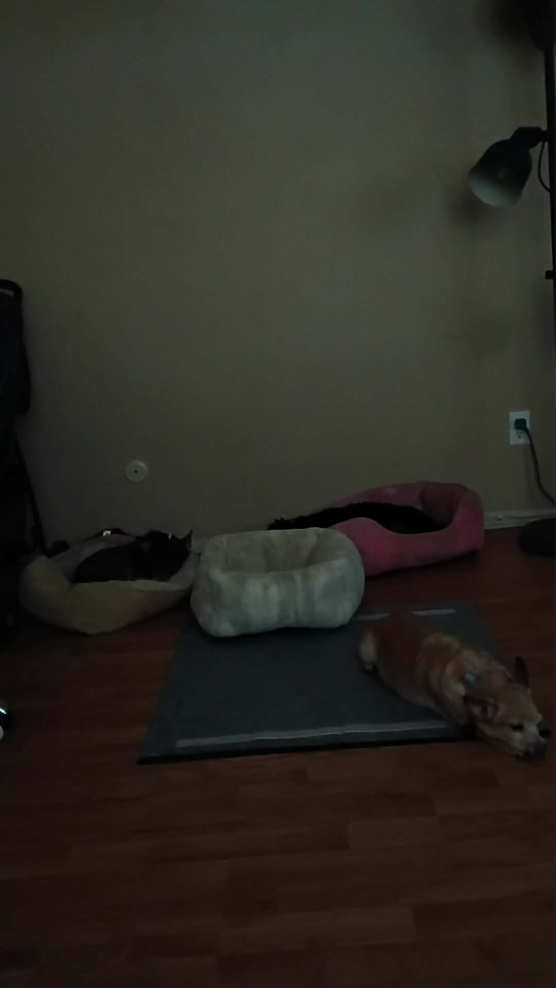 buddymarshystellap
