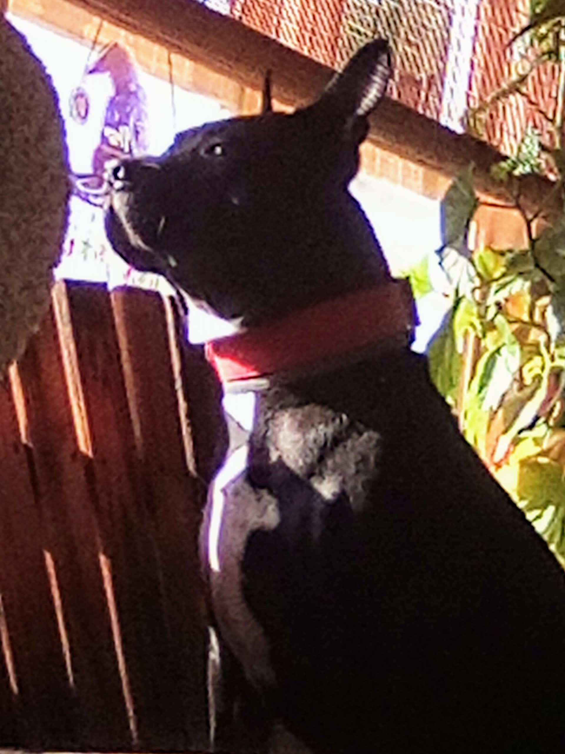 Hickory aka Mr Man Hickory aka Mr Man