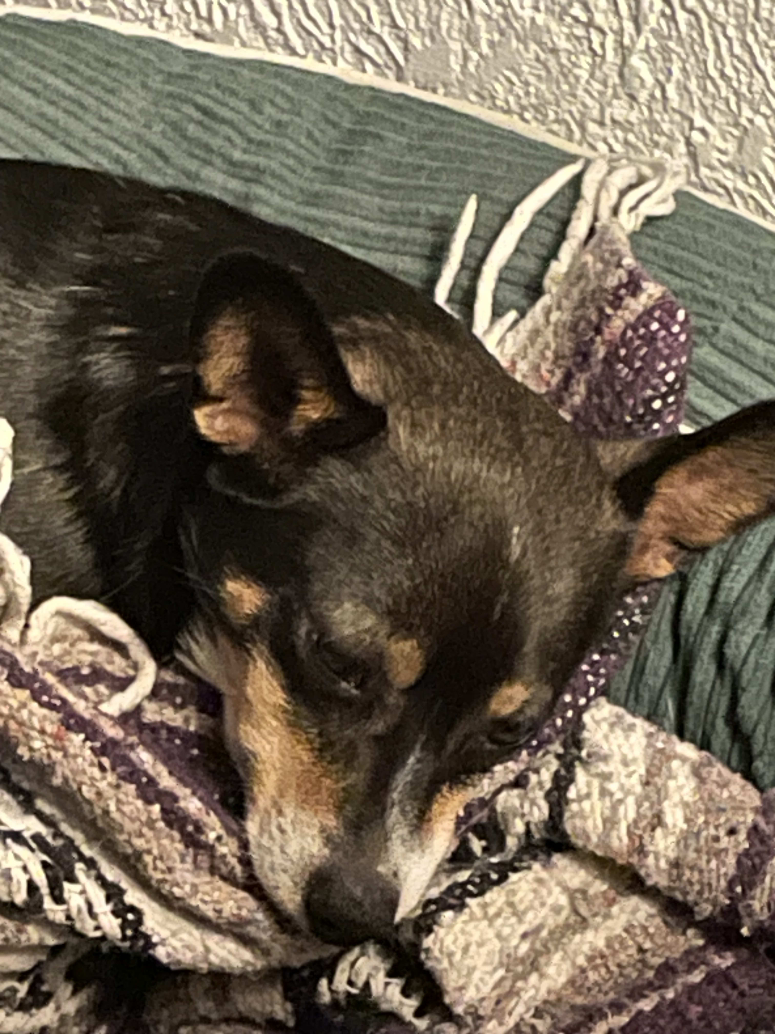Roscoe