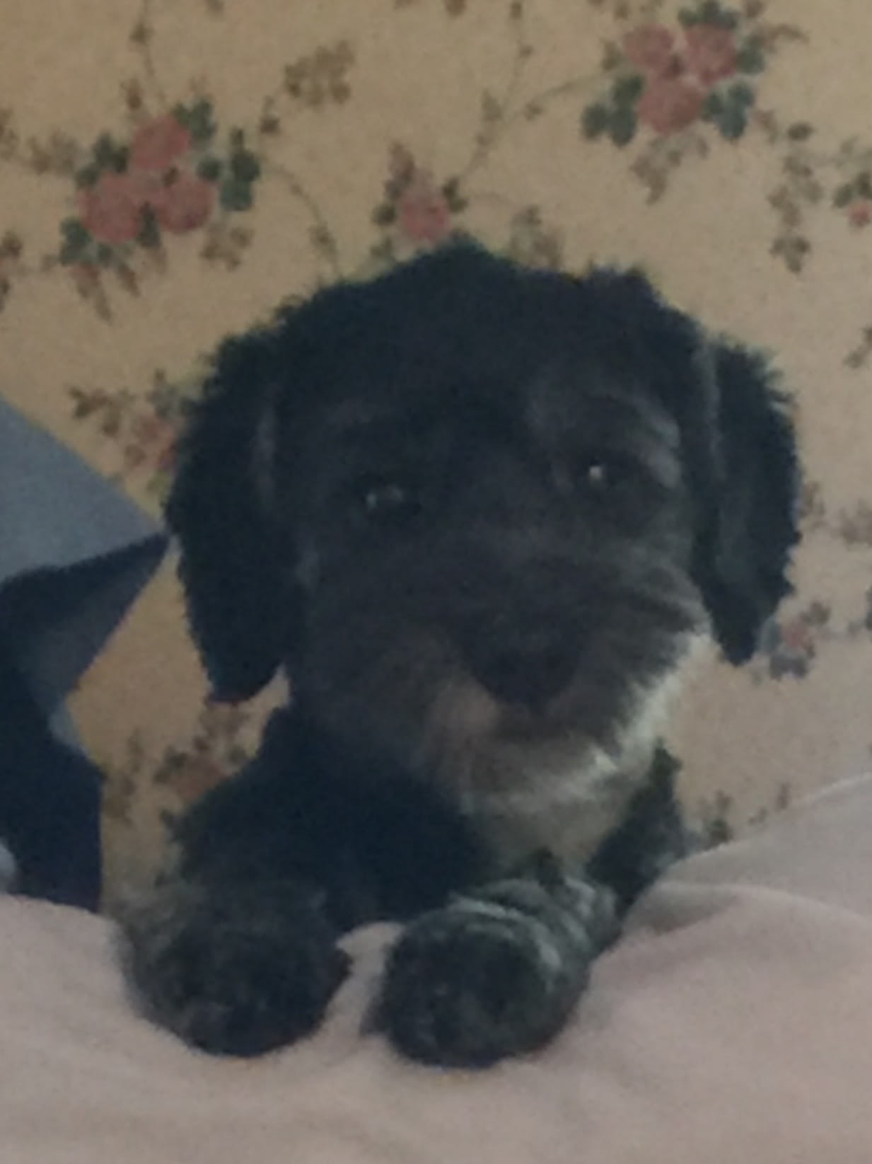 Waylon