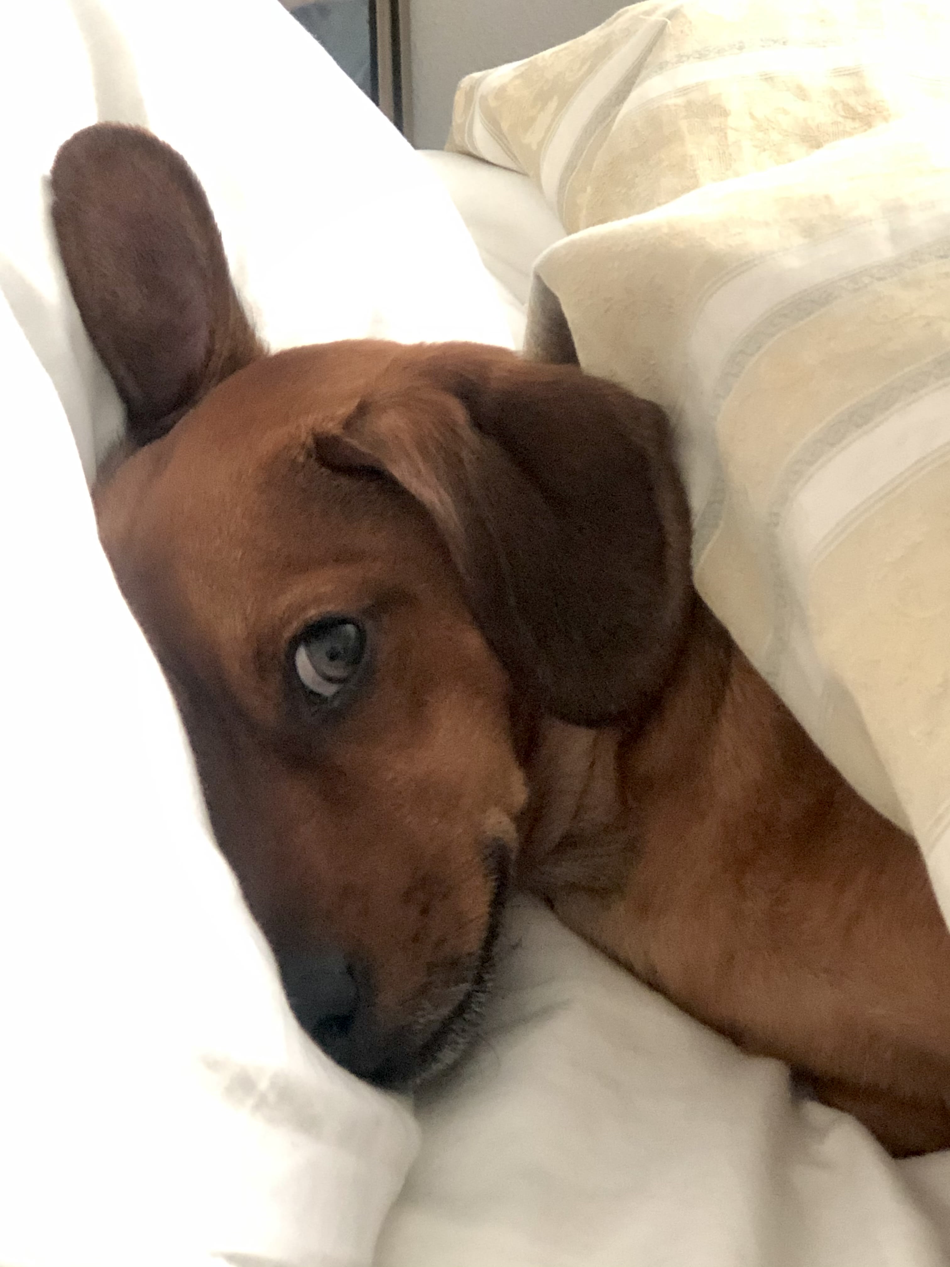 Oliver Oliver