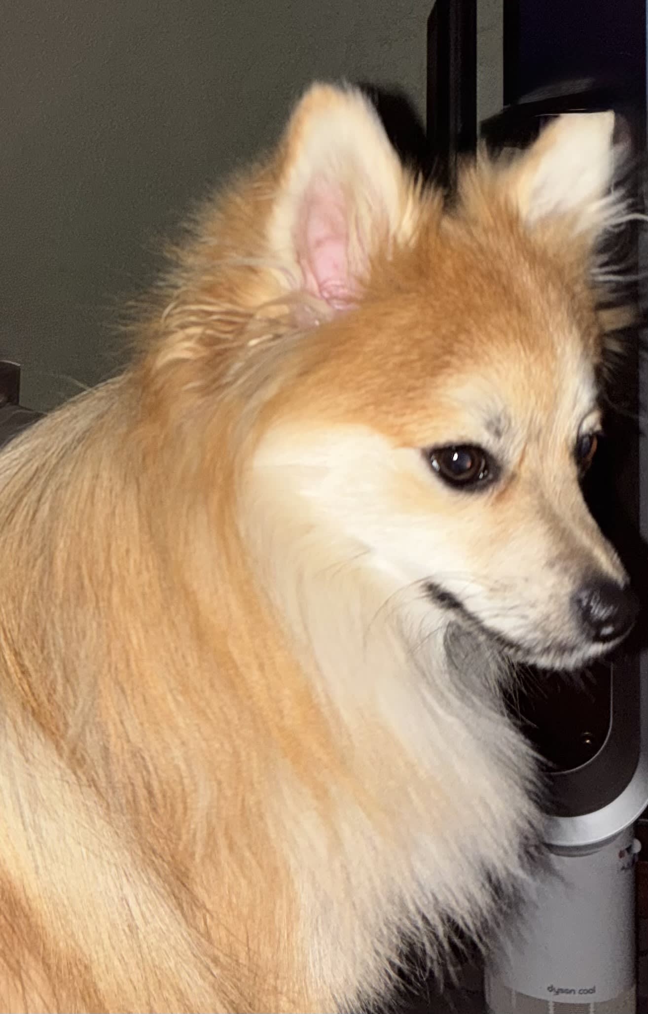 Sammy