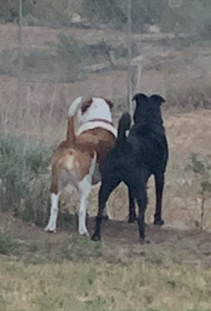 Penny and Daisy