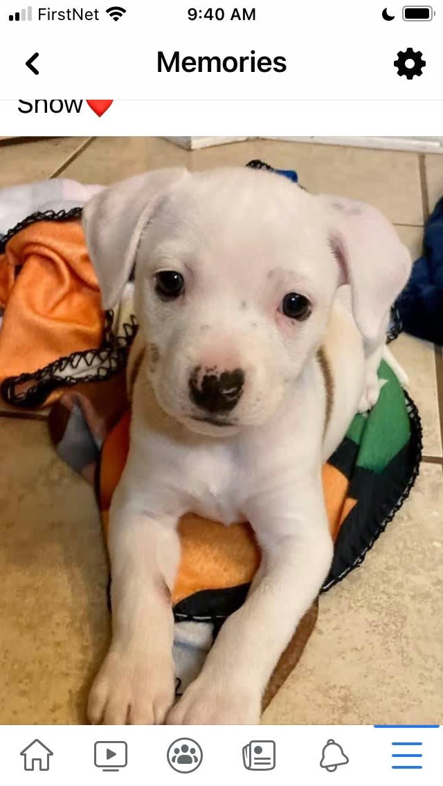 Ivory Snow Huskey