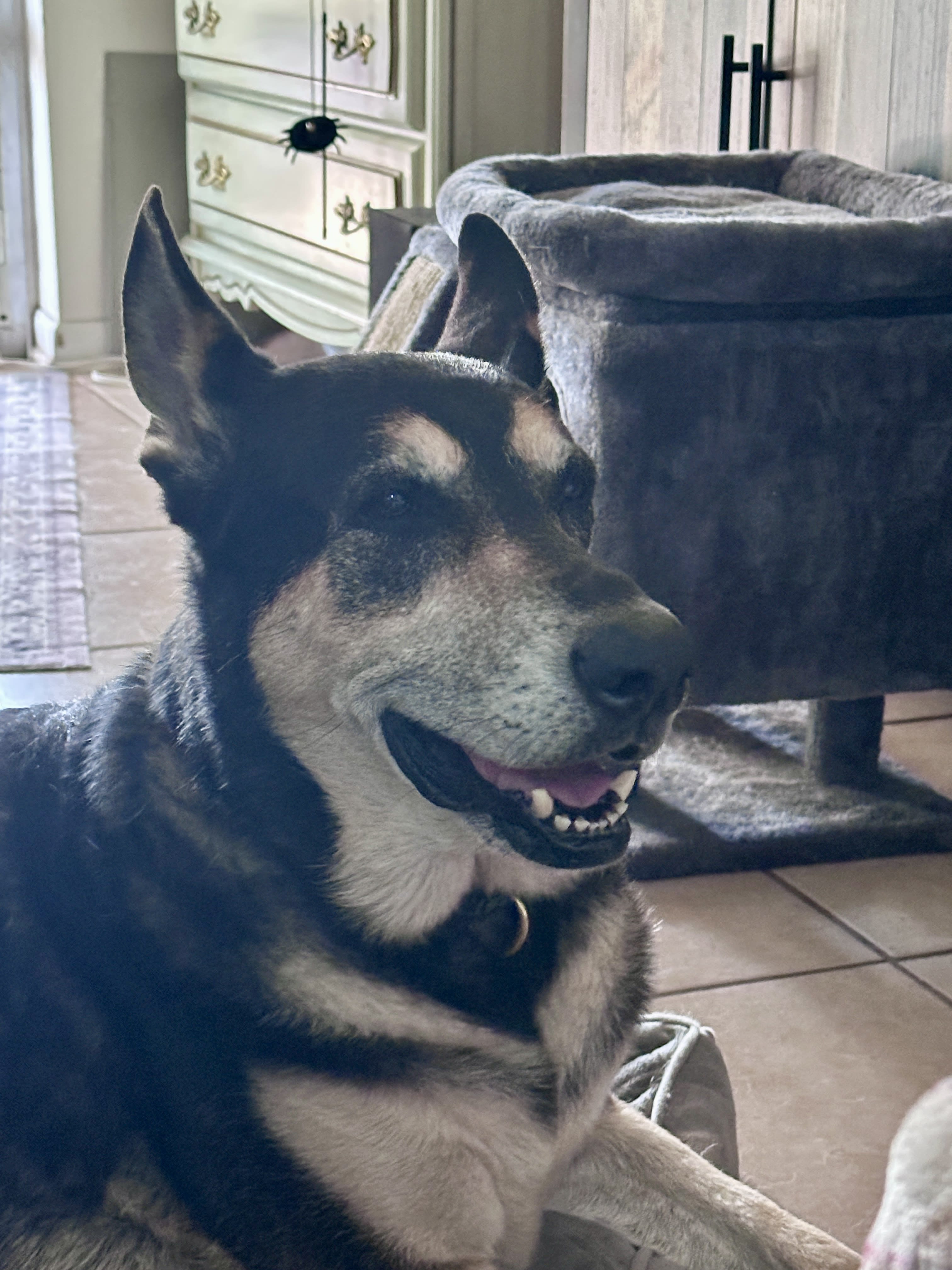 Charlie Girl
