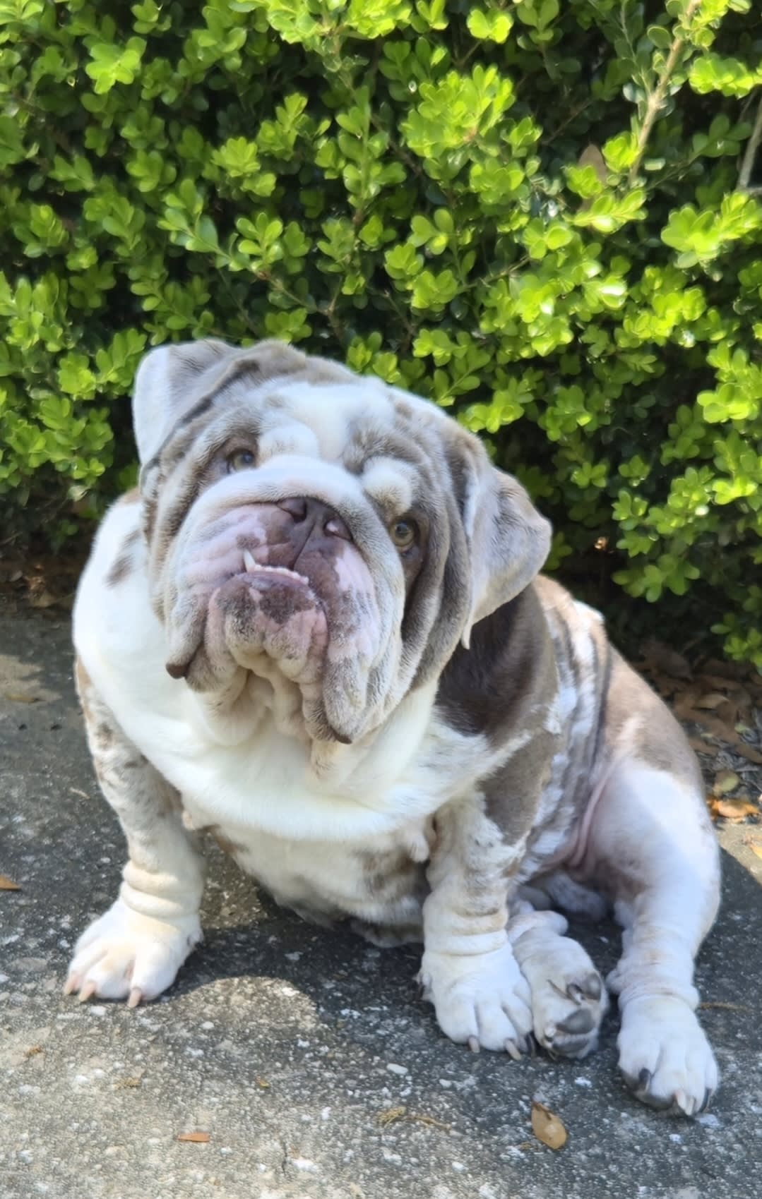 Chubbs