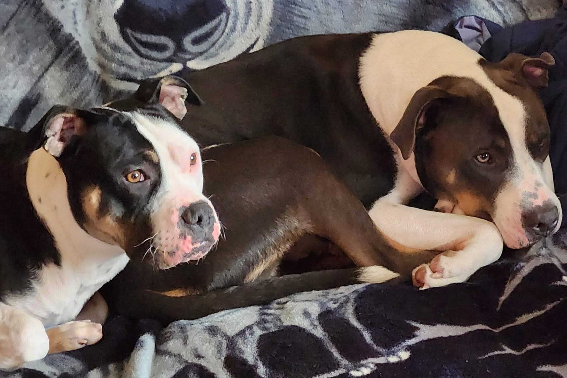 GUNNAR N LEO