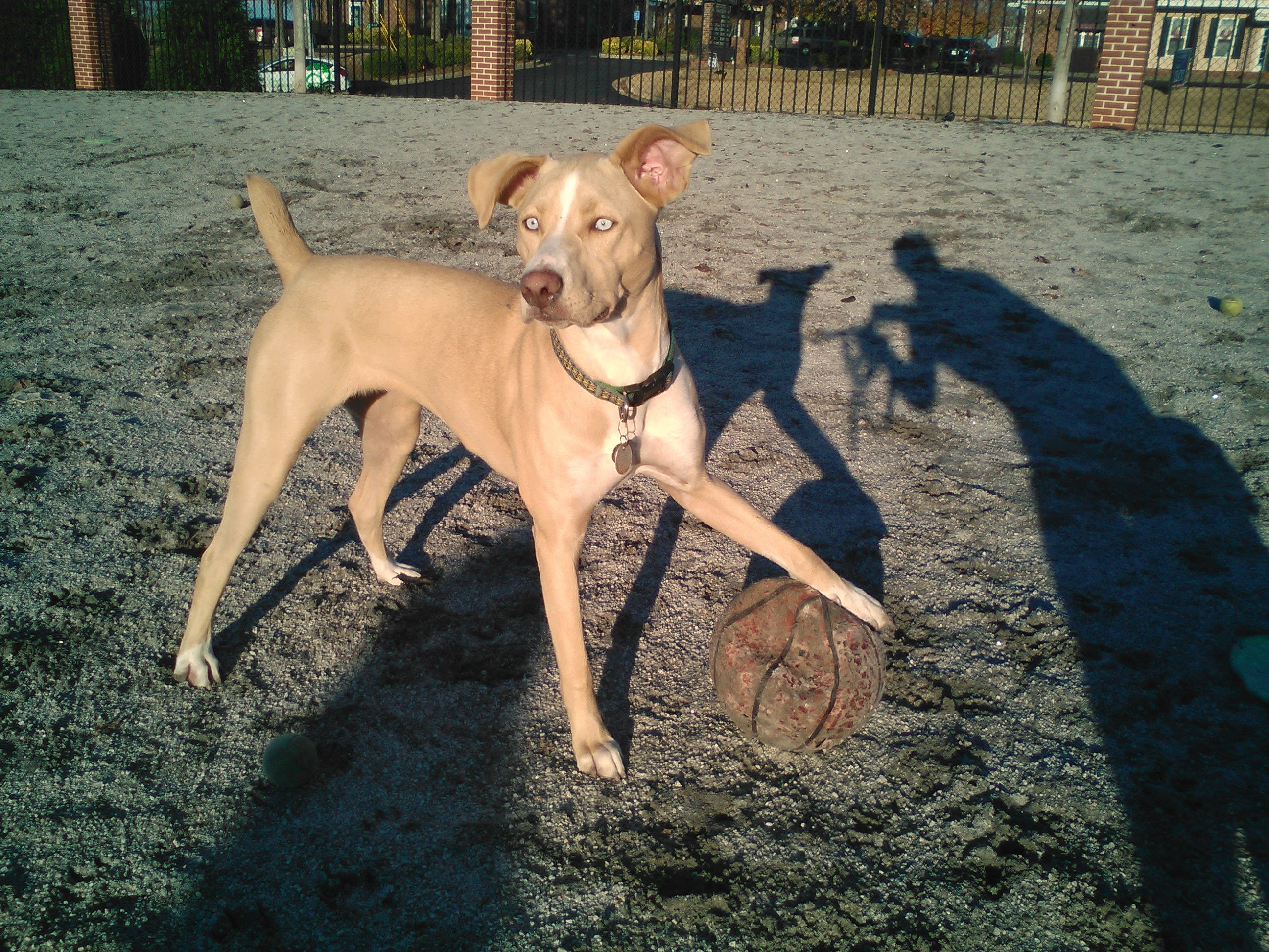 Bree and Duke