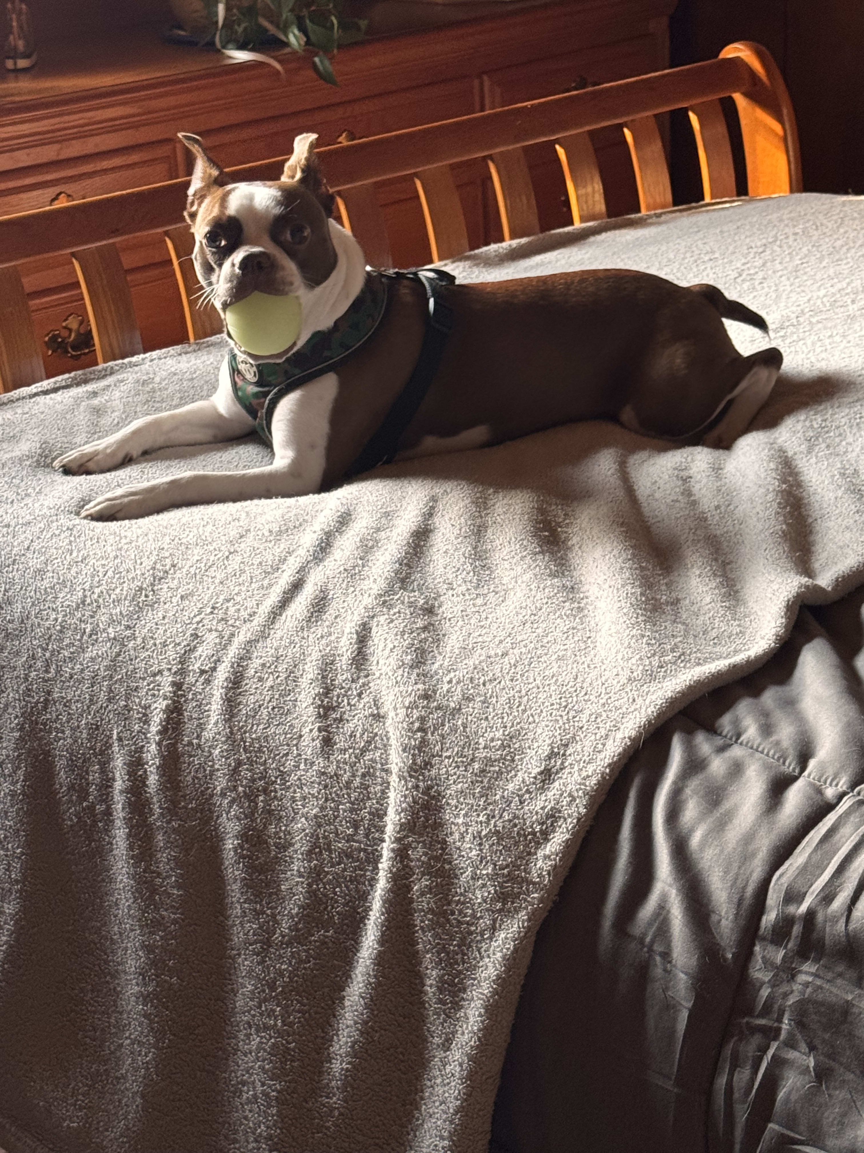 Diesel