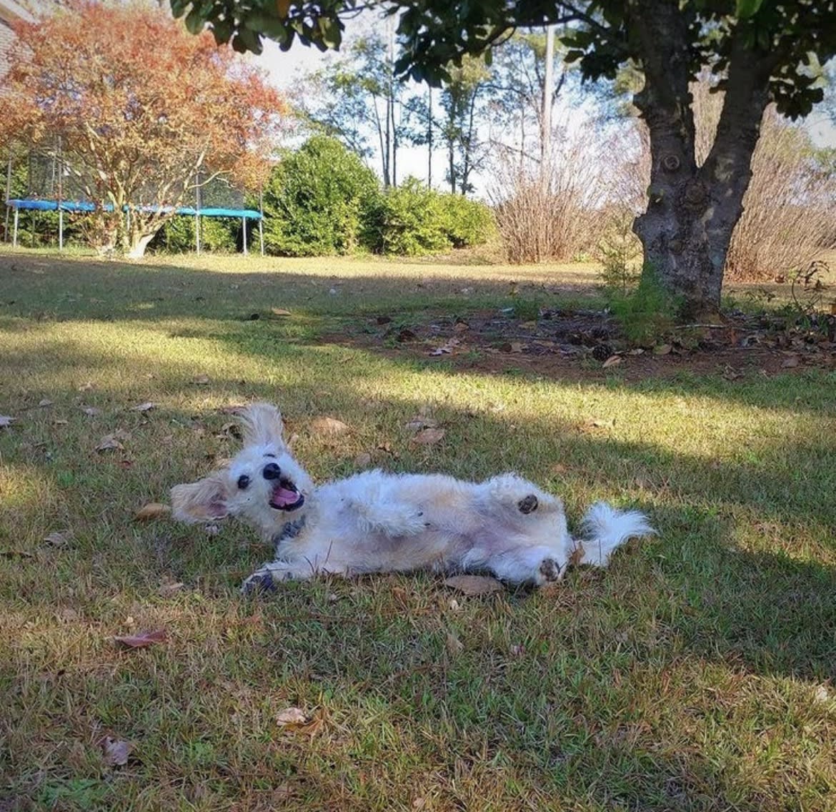 Oscar