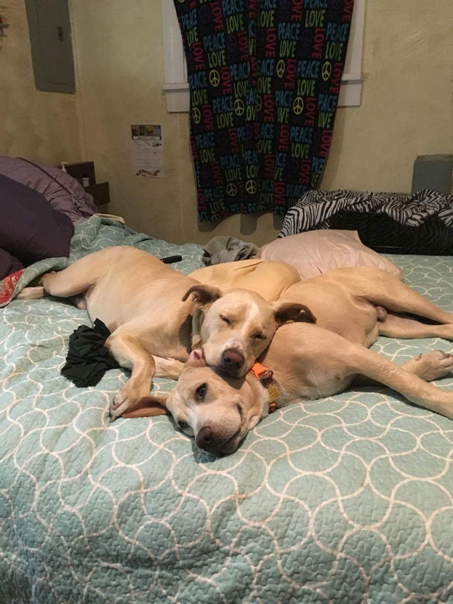 Bree and Duke
