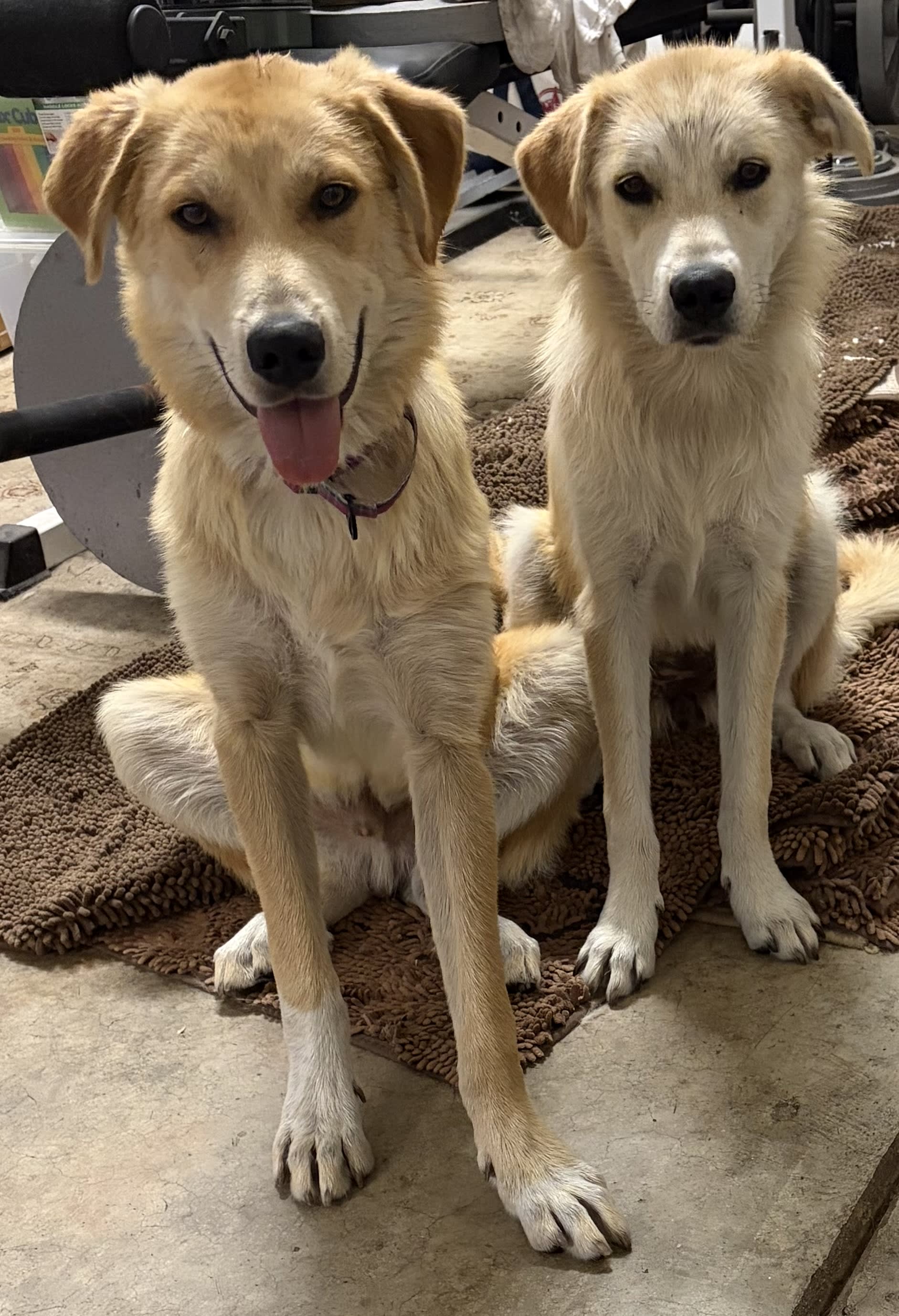 Chase and Ellie