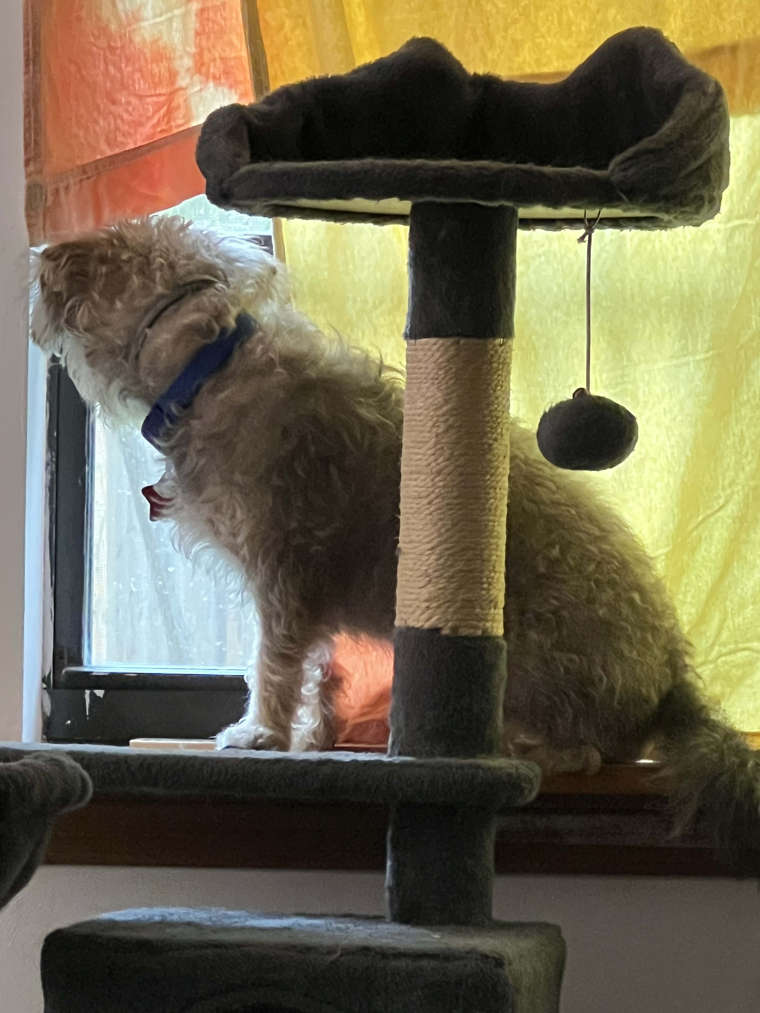 Peanut