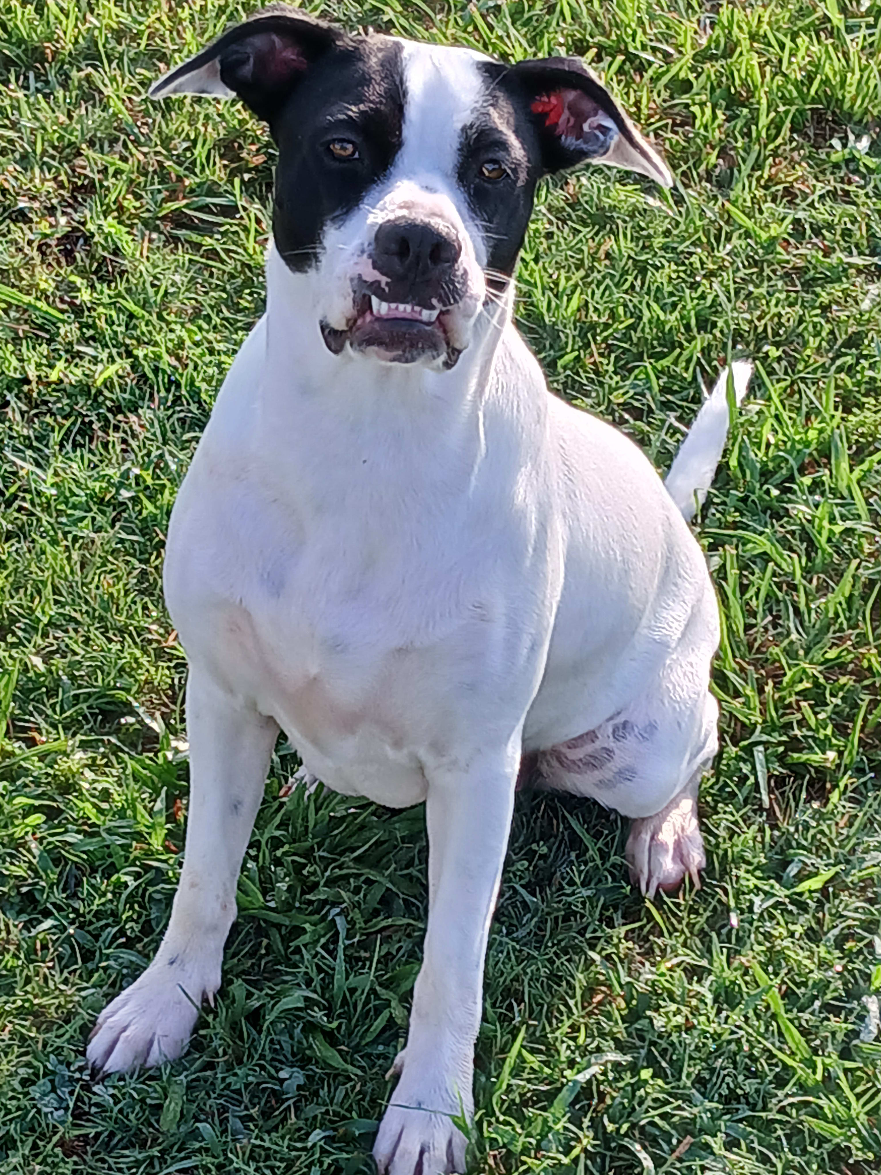 Deeohgee  DOG