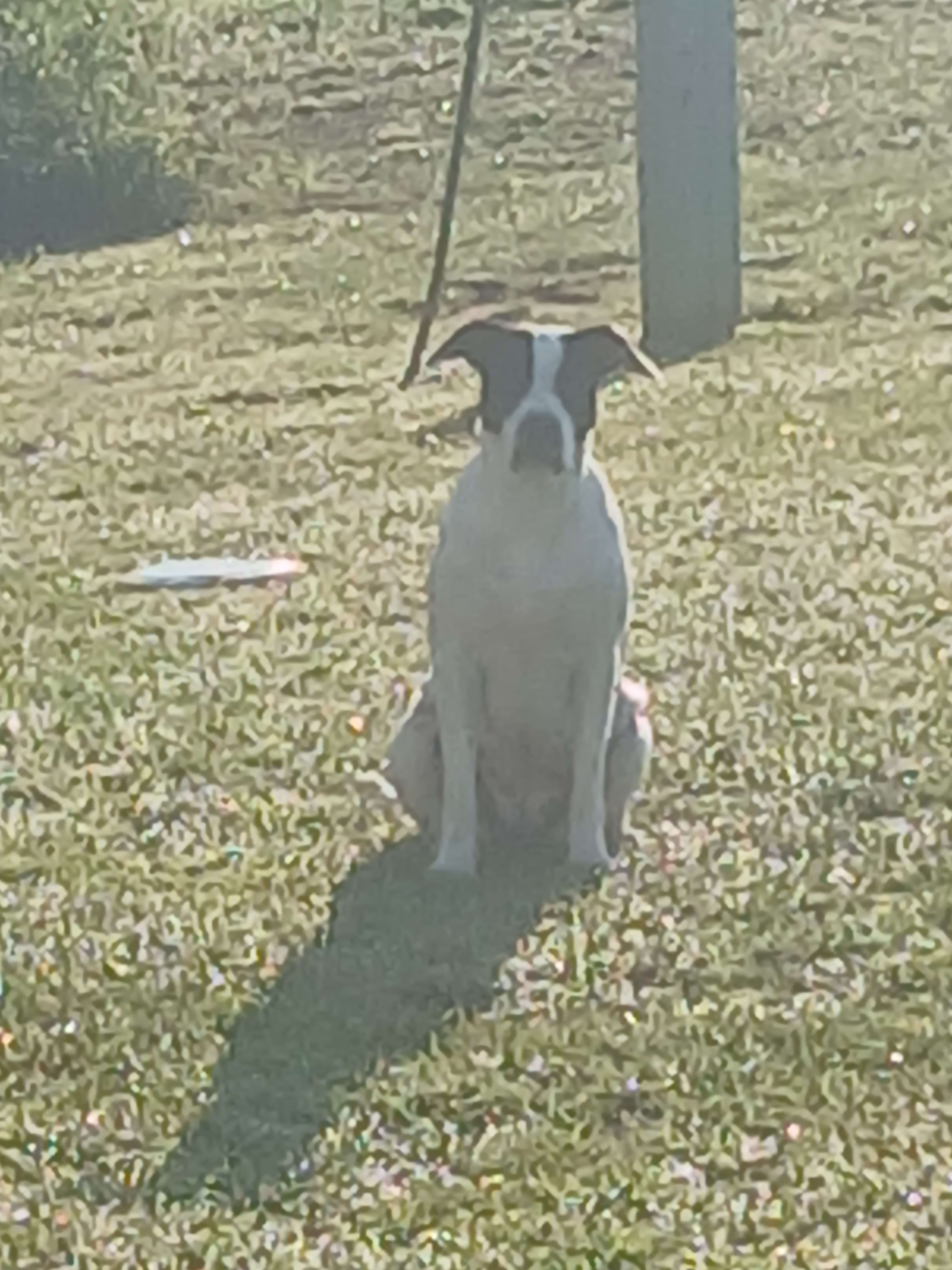 Deeohgee  DOG