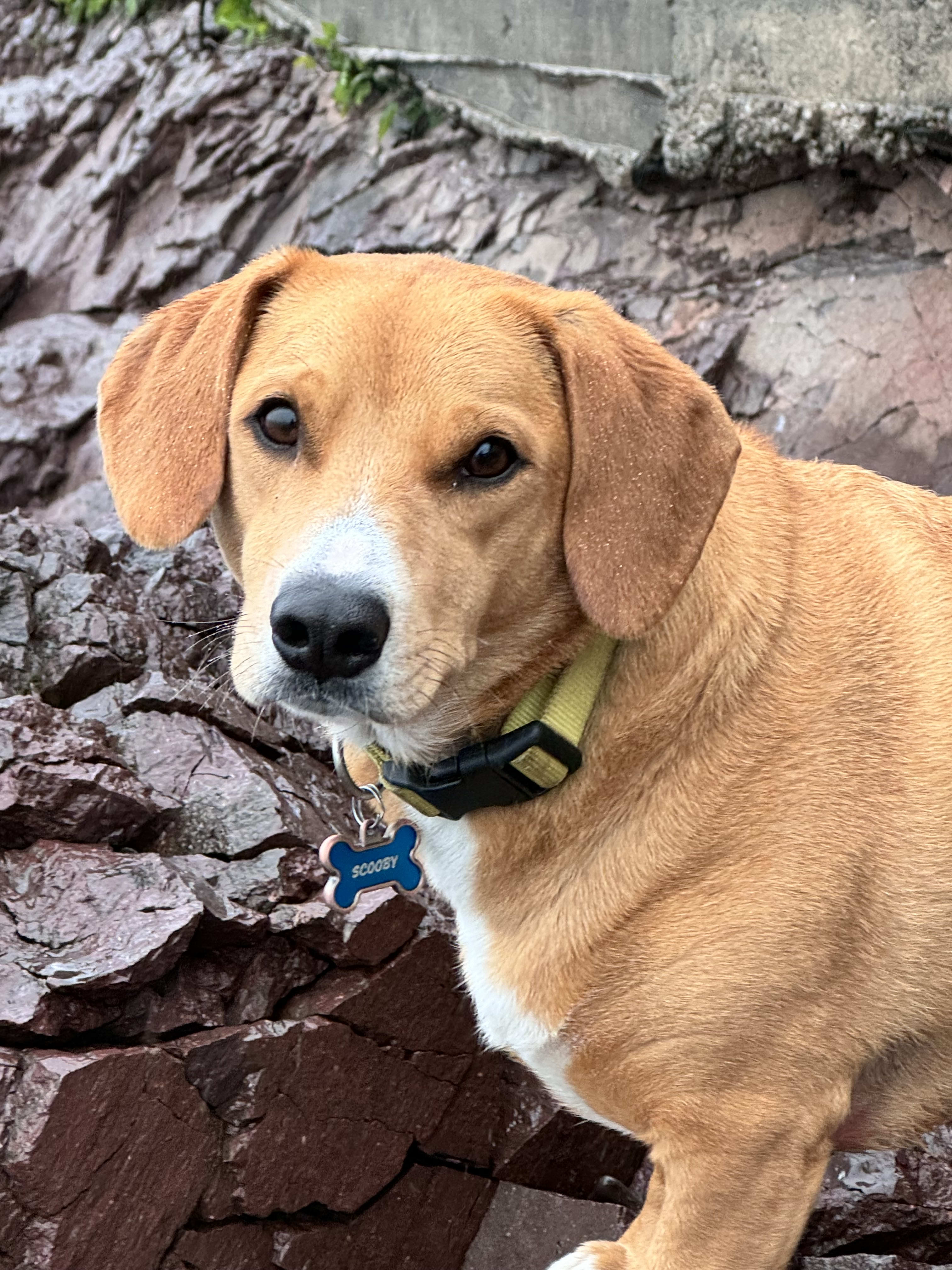 Scooby