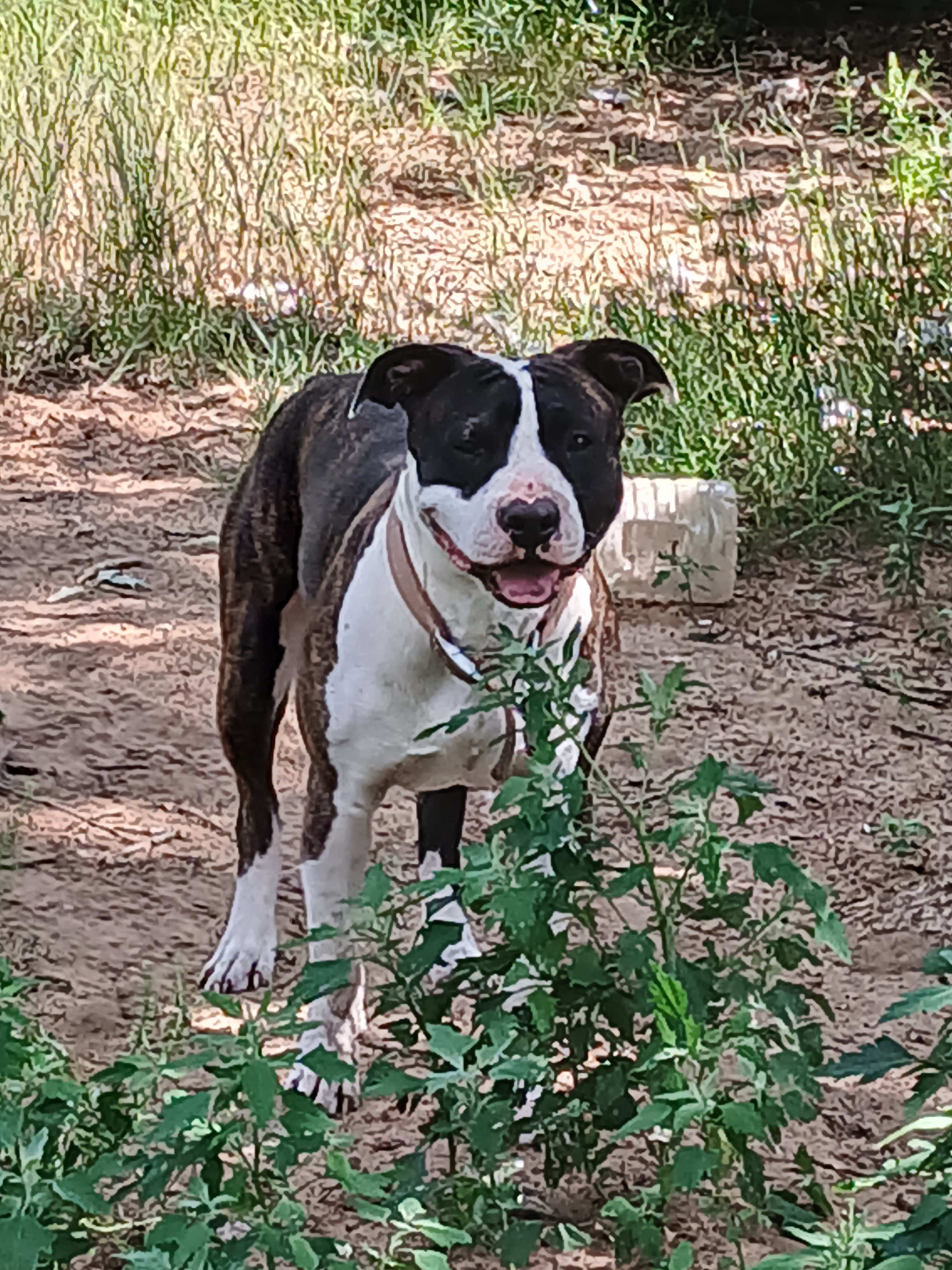 Silas