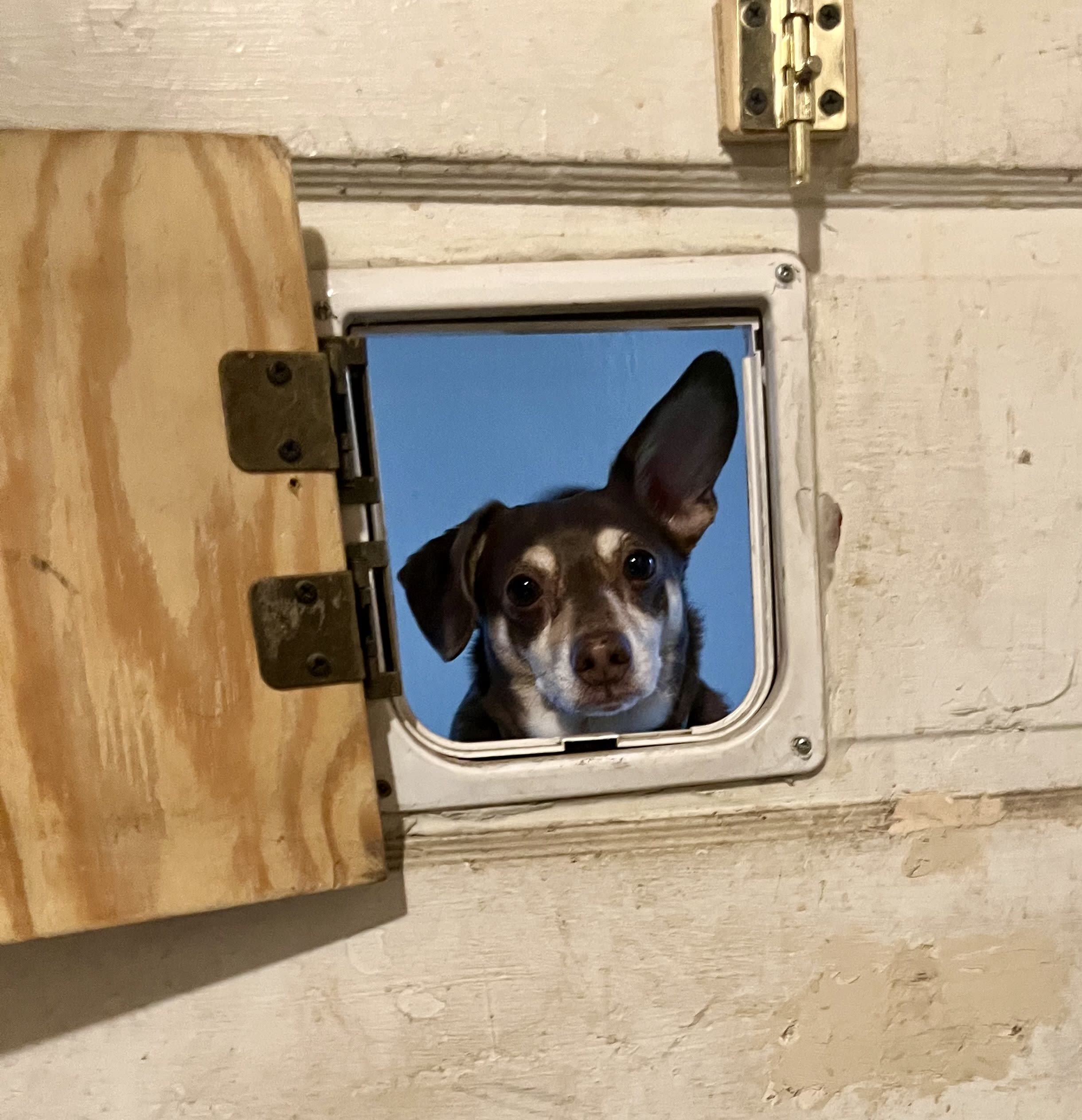 Odie Odie