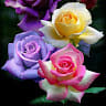Marissa M.