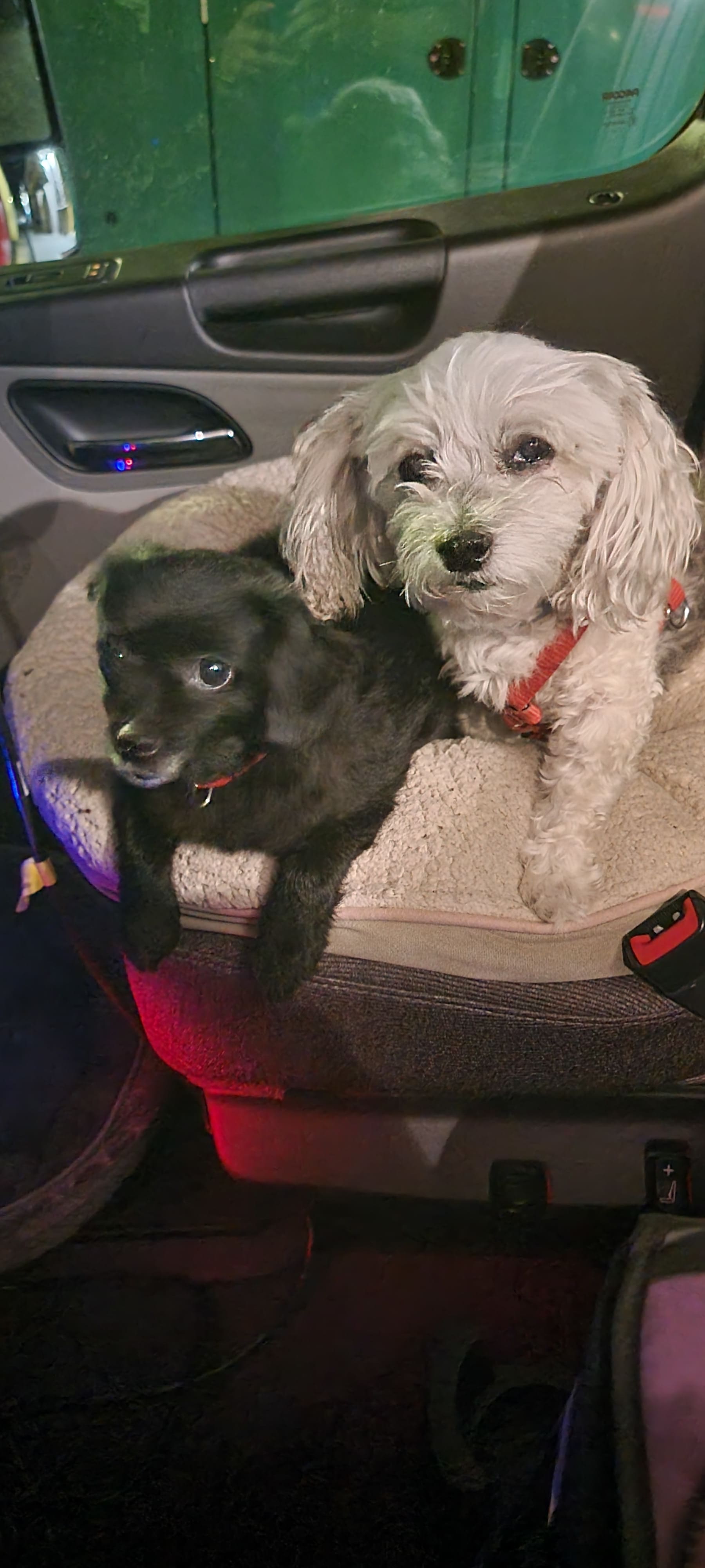 Harley and Dexter