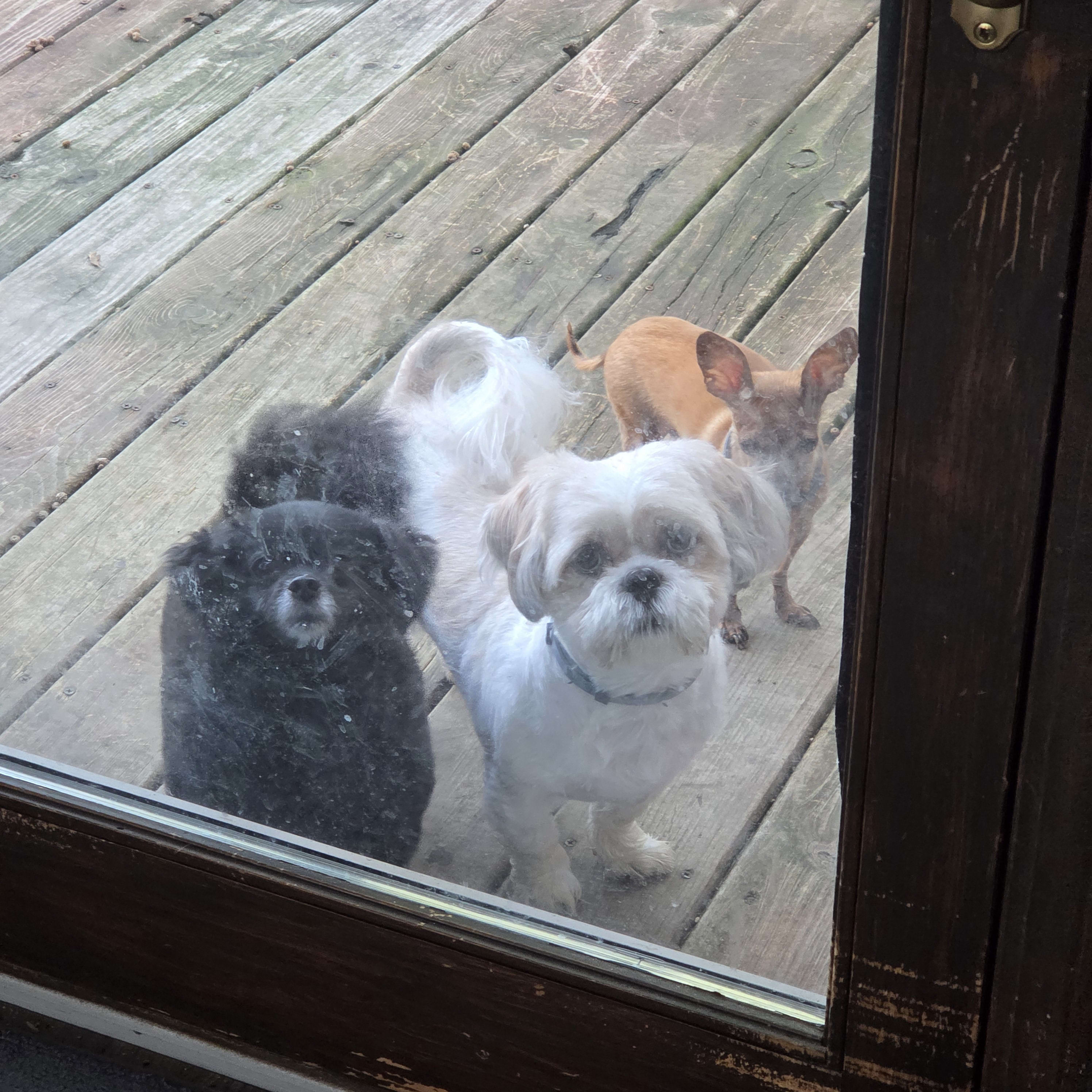Harley and Dexter