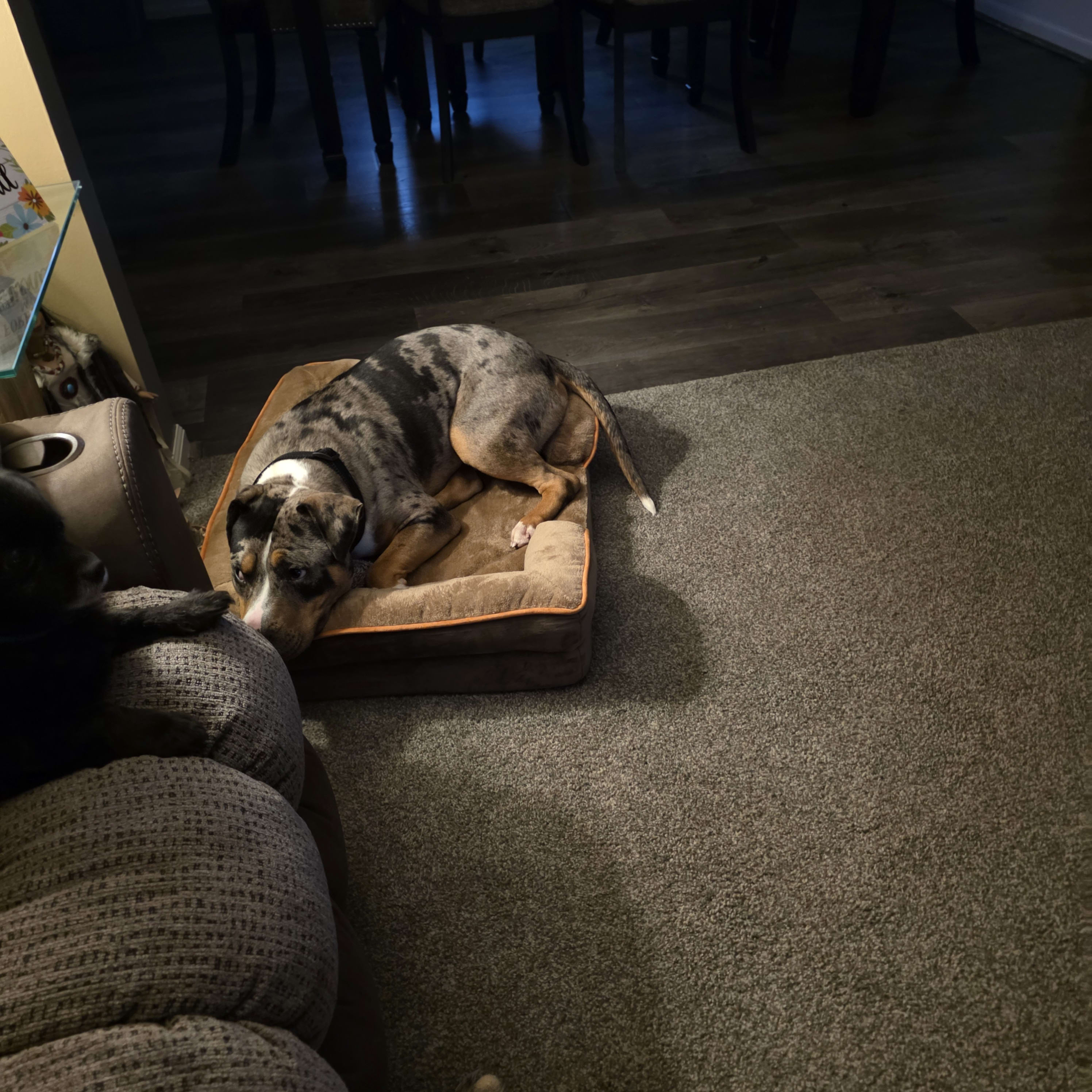 Harley and Dexter
