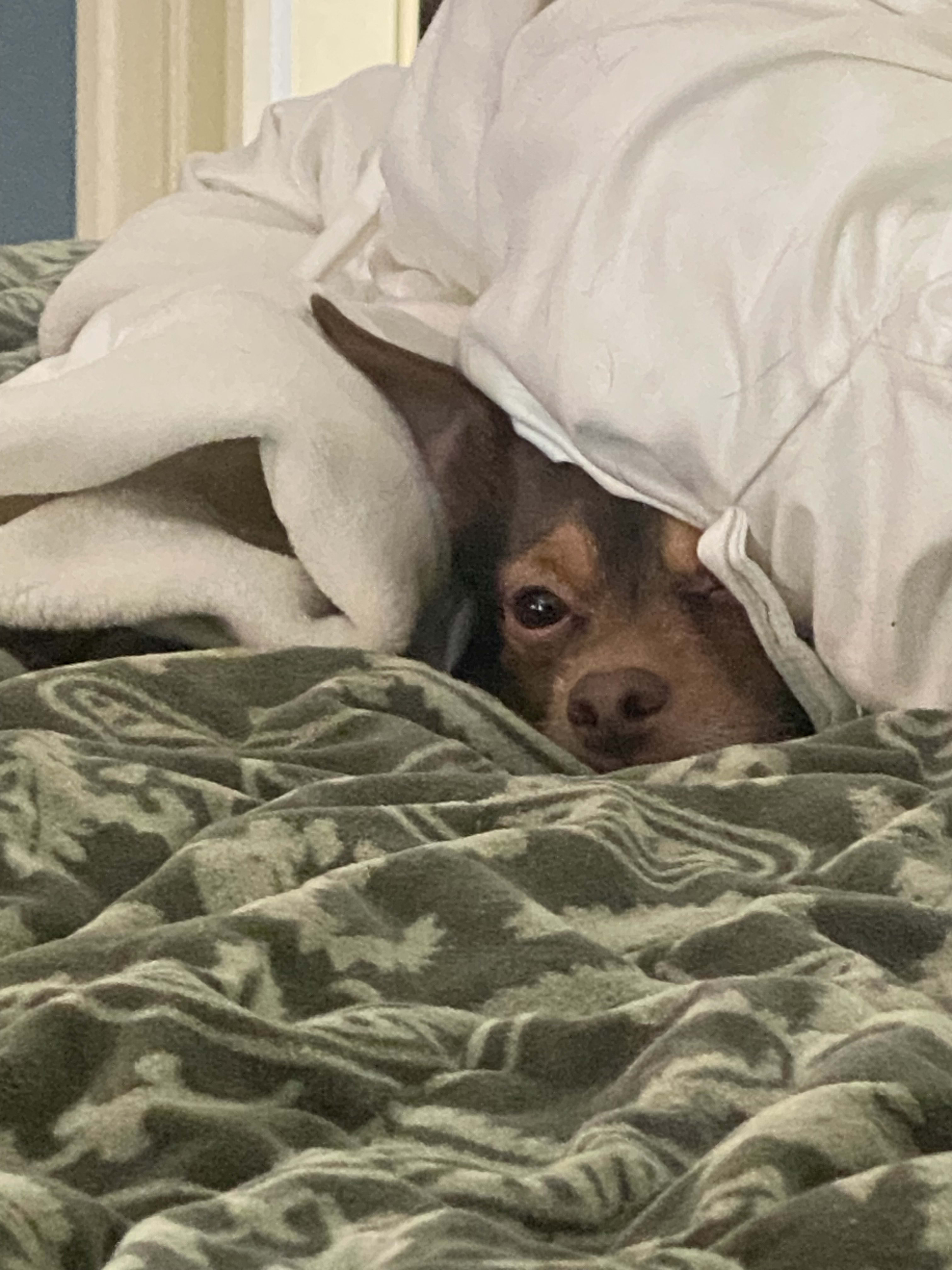 Poncho