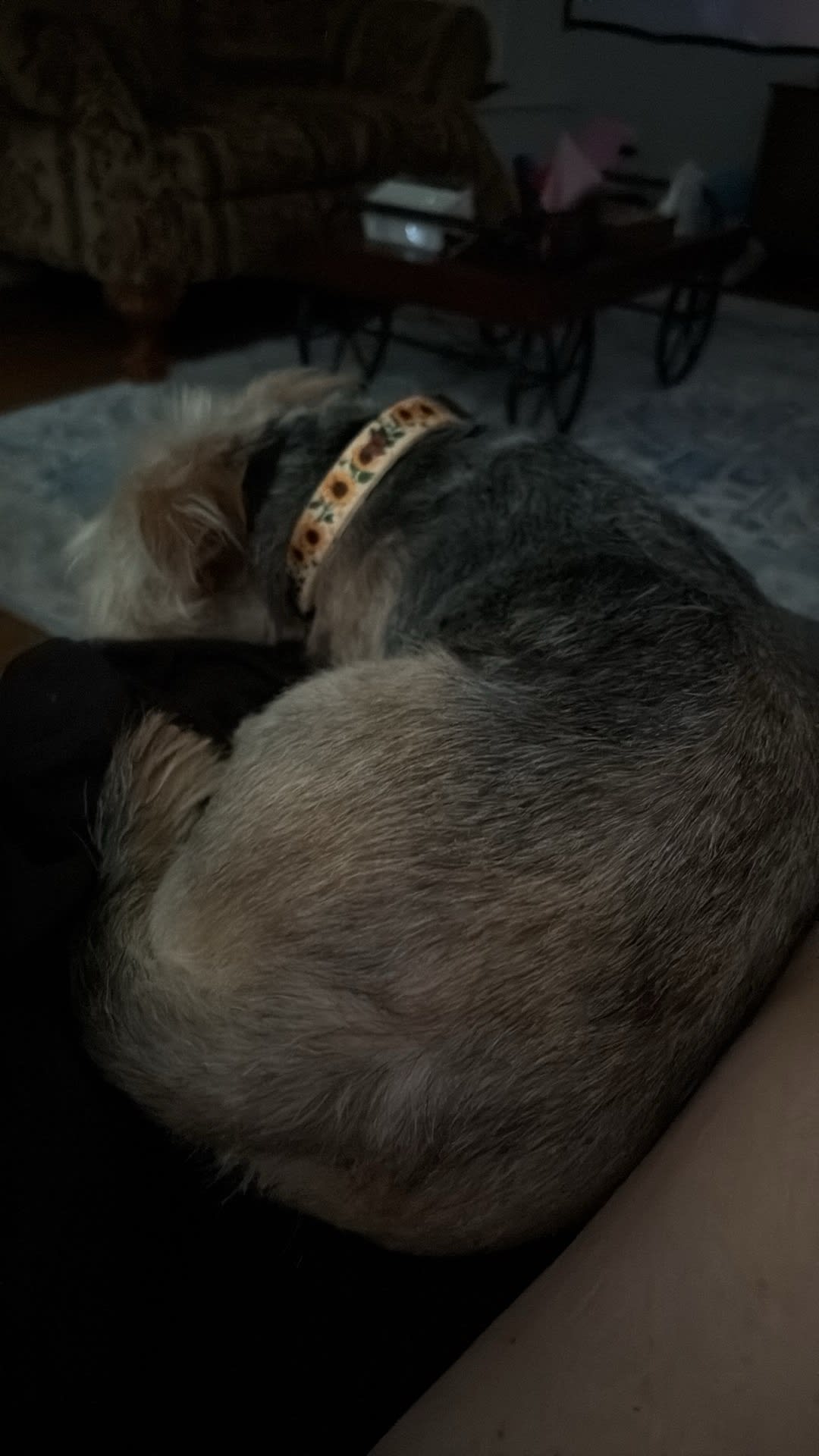 Luna Luna