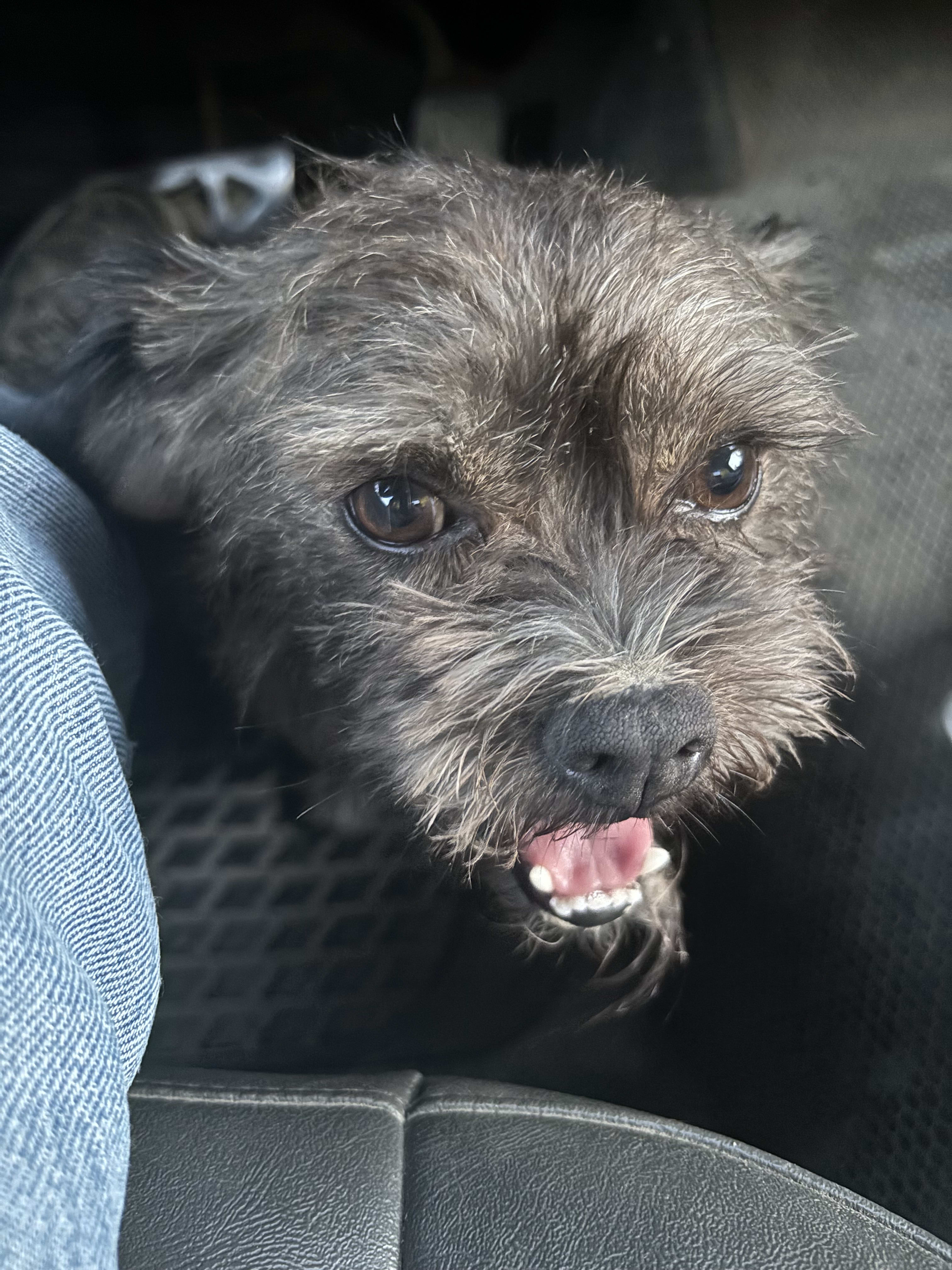 Scruffy