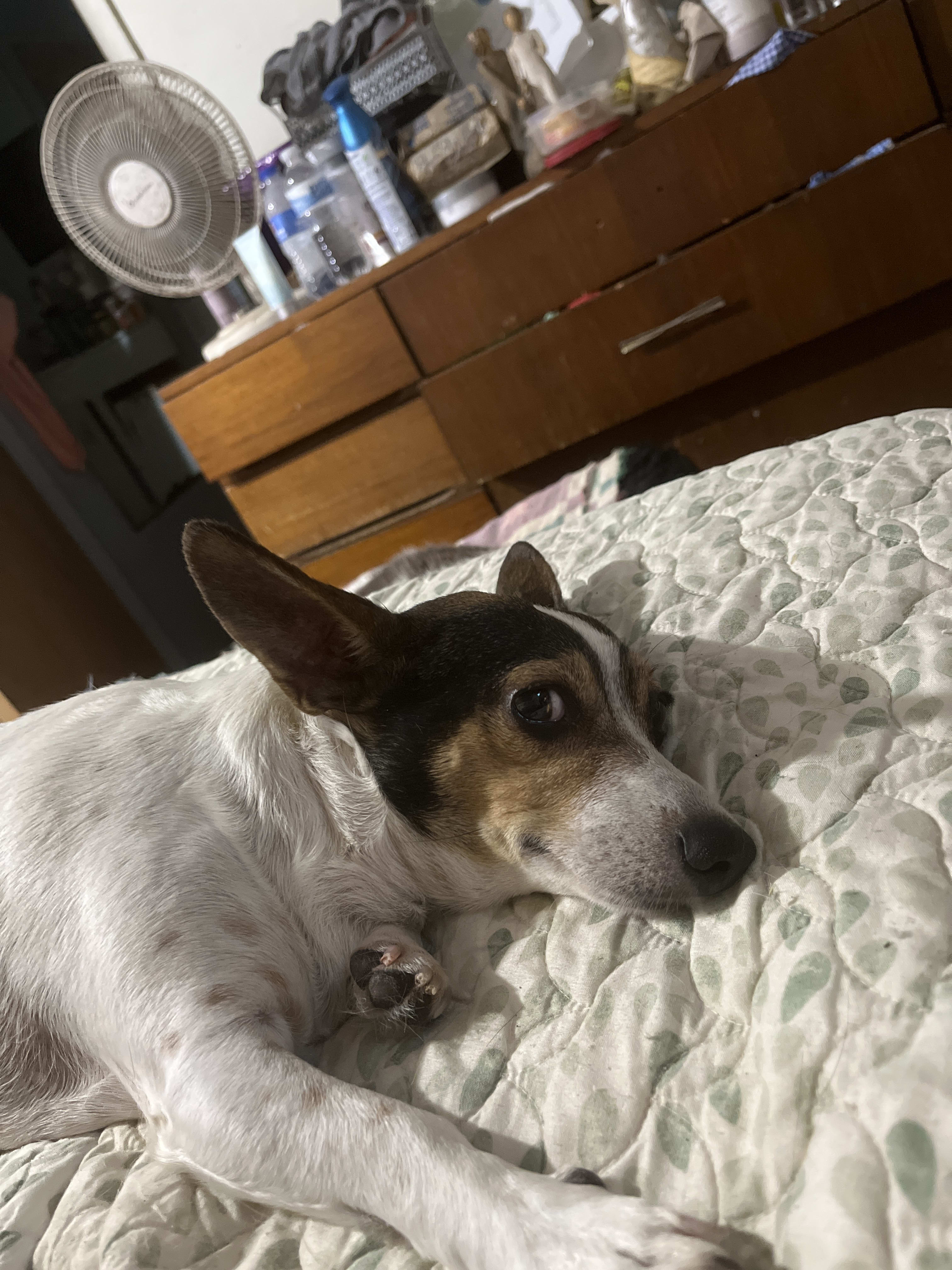 Rosie Rosie