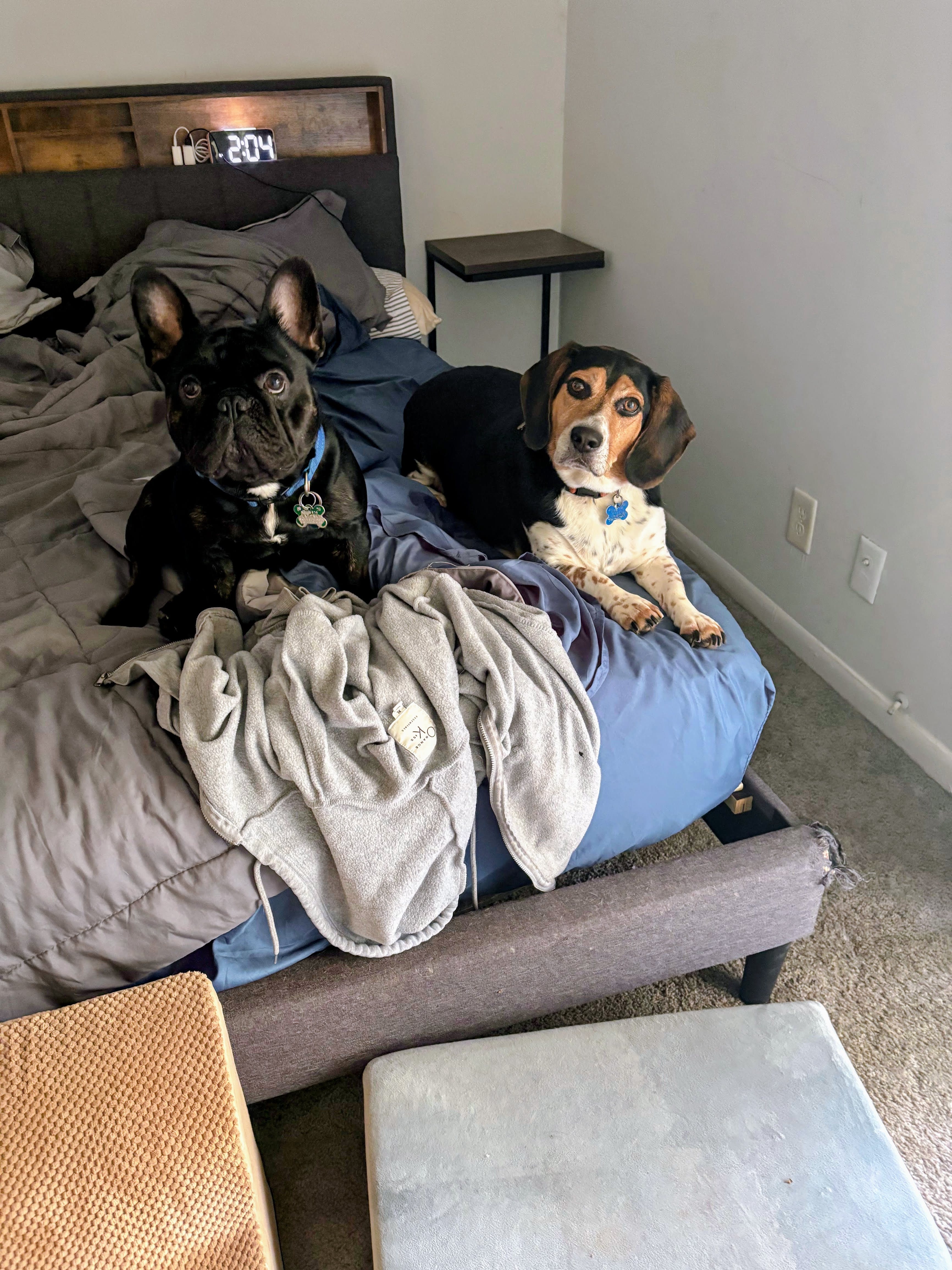 Cooper and Zorro