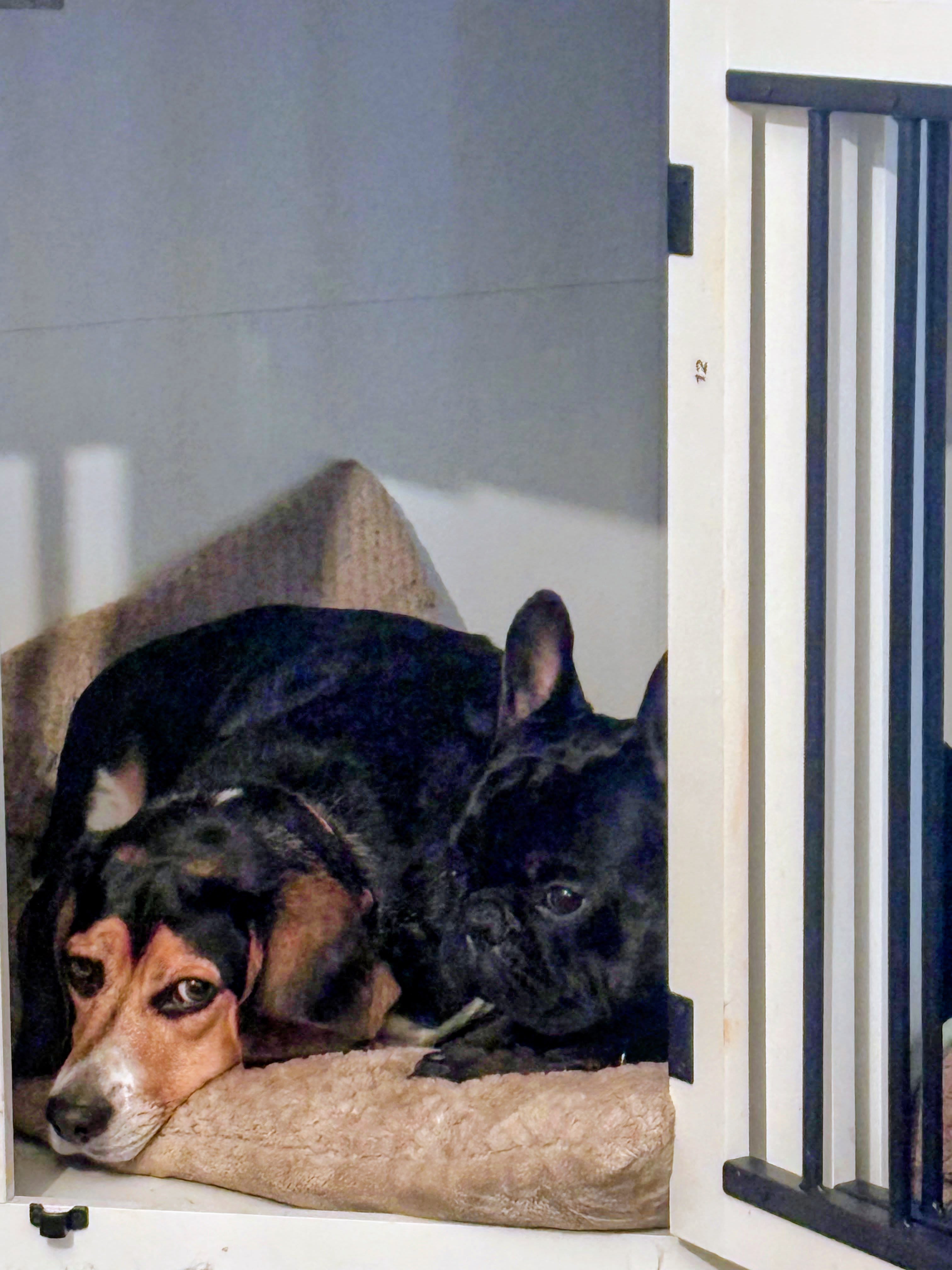 Cooper and Zorro