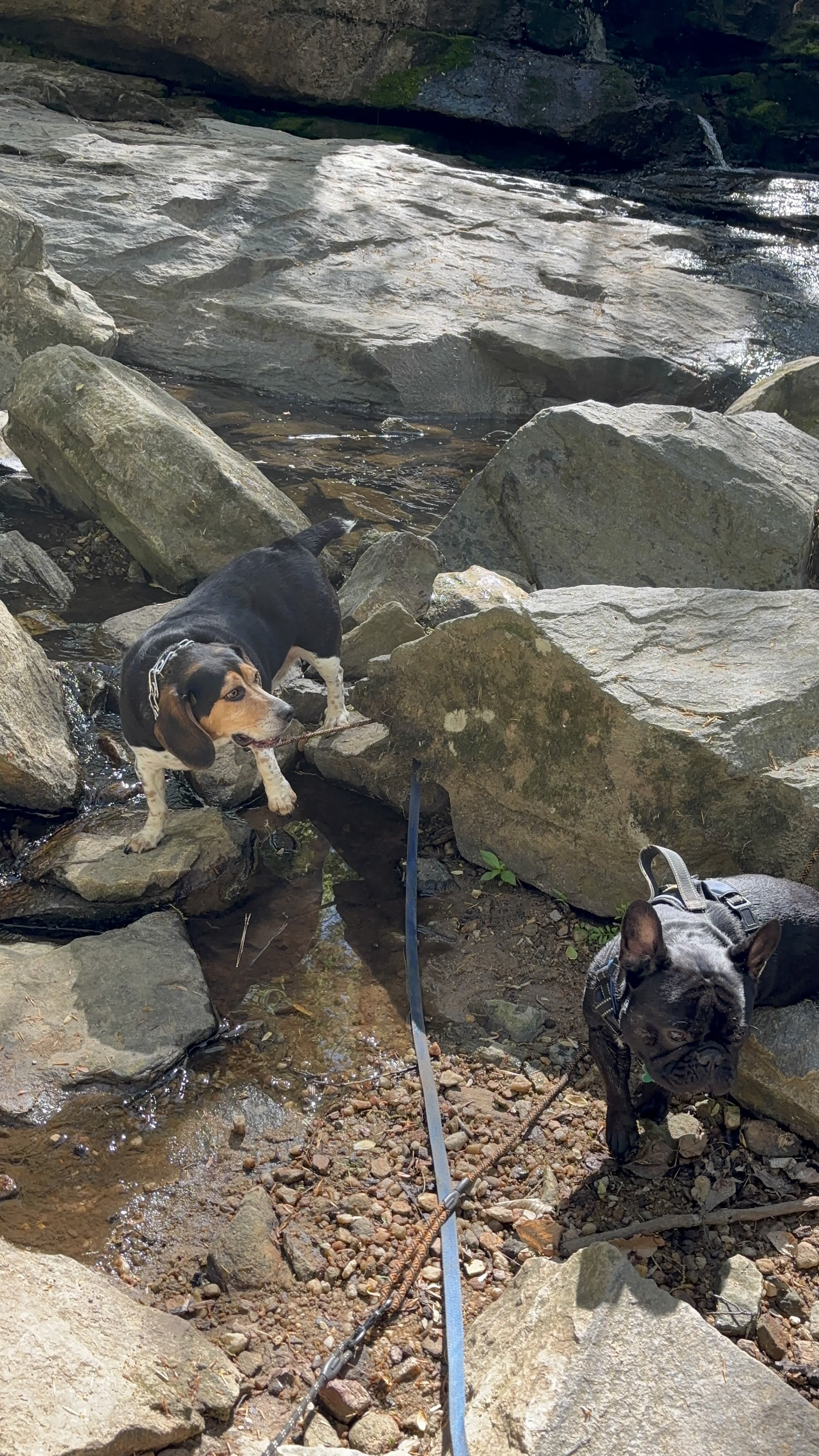 Cooper and Zorro