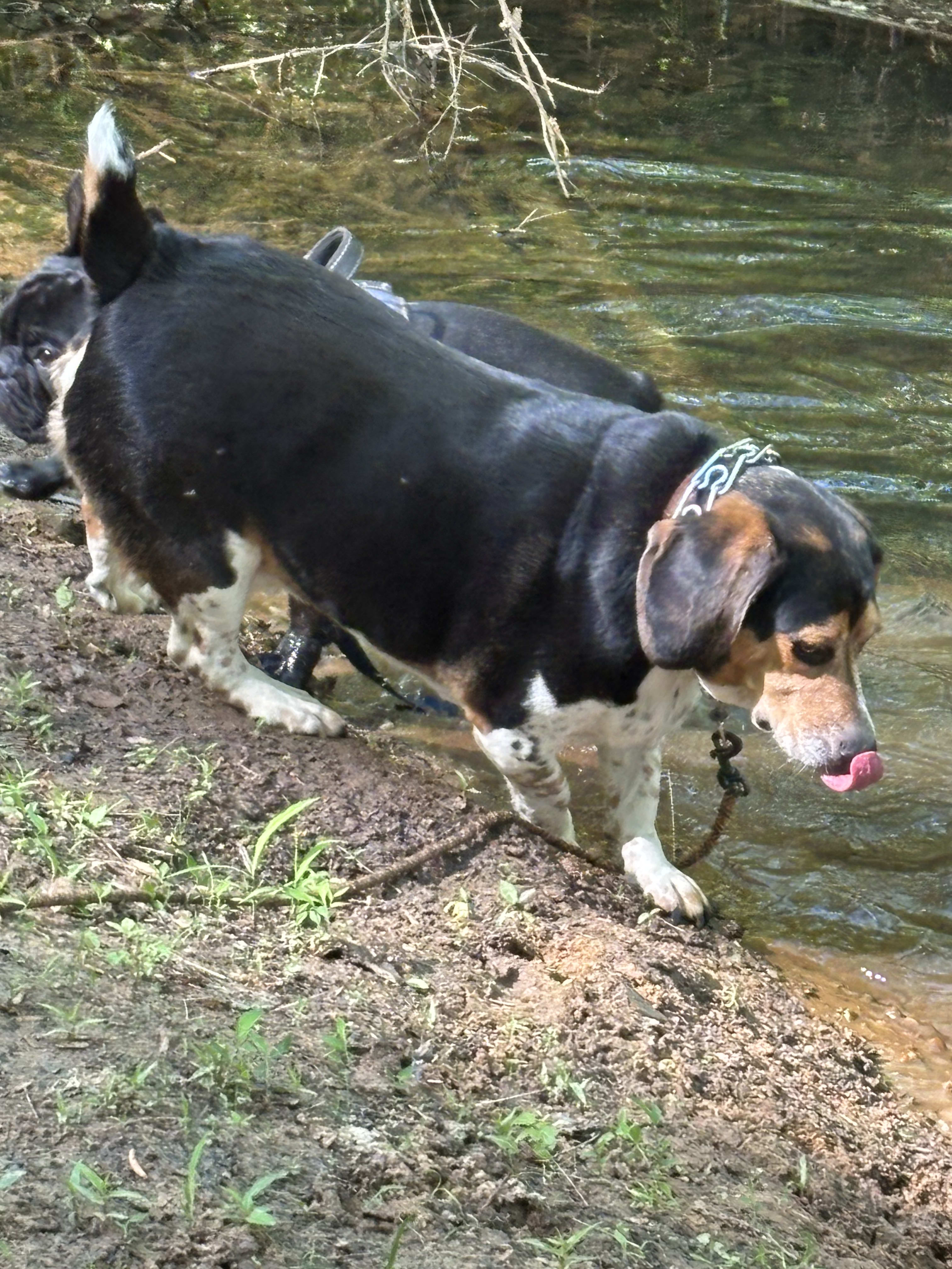 Cooper and Zorro