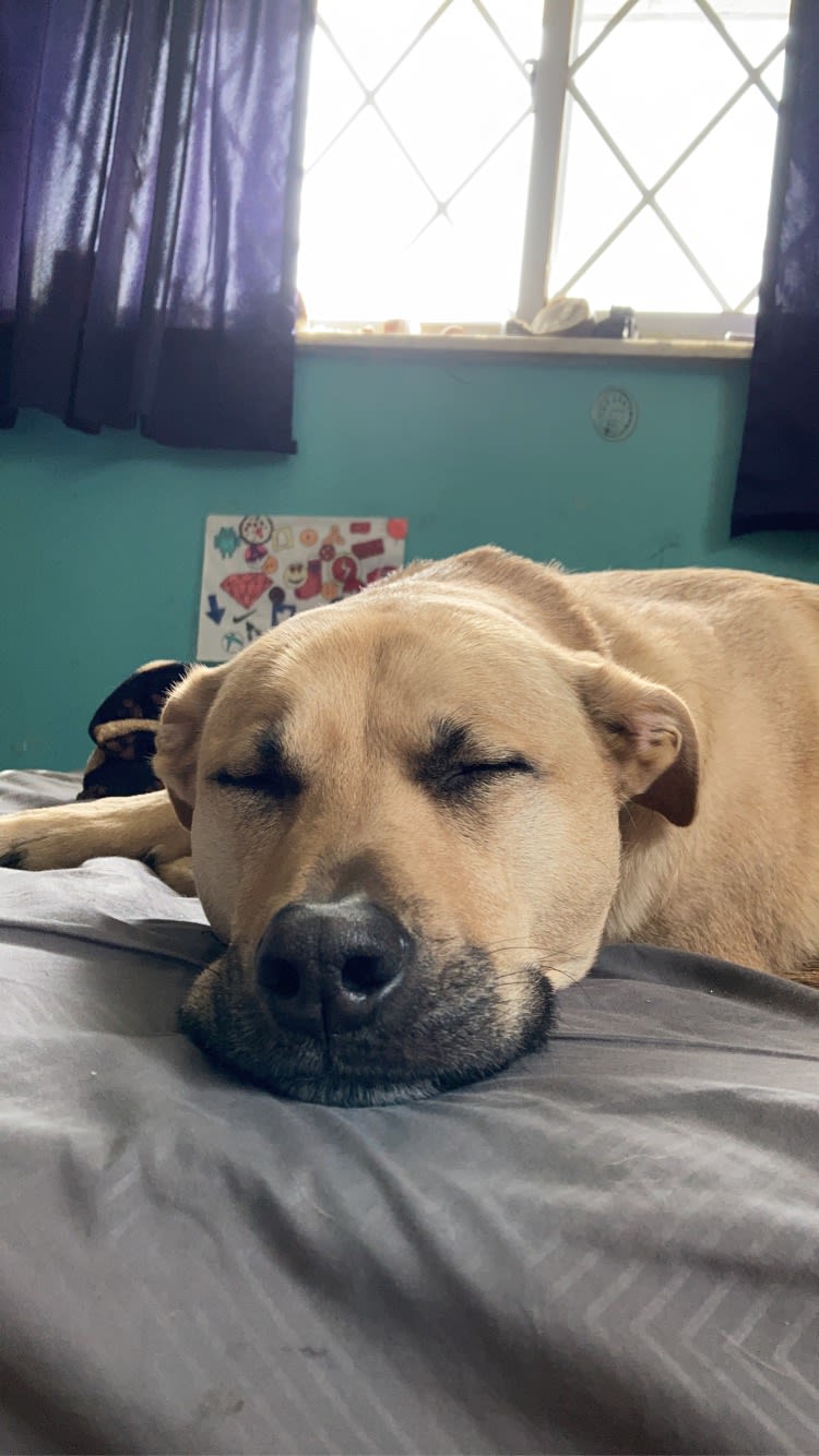 Brutus