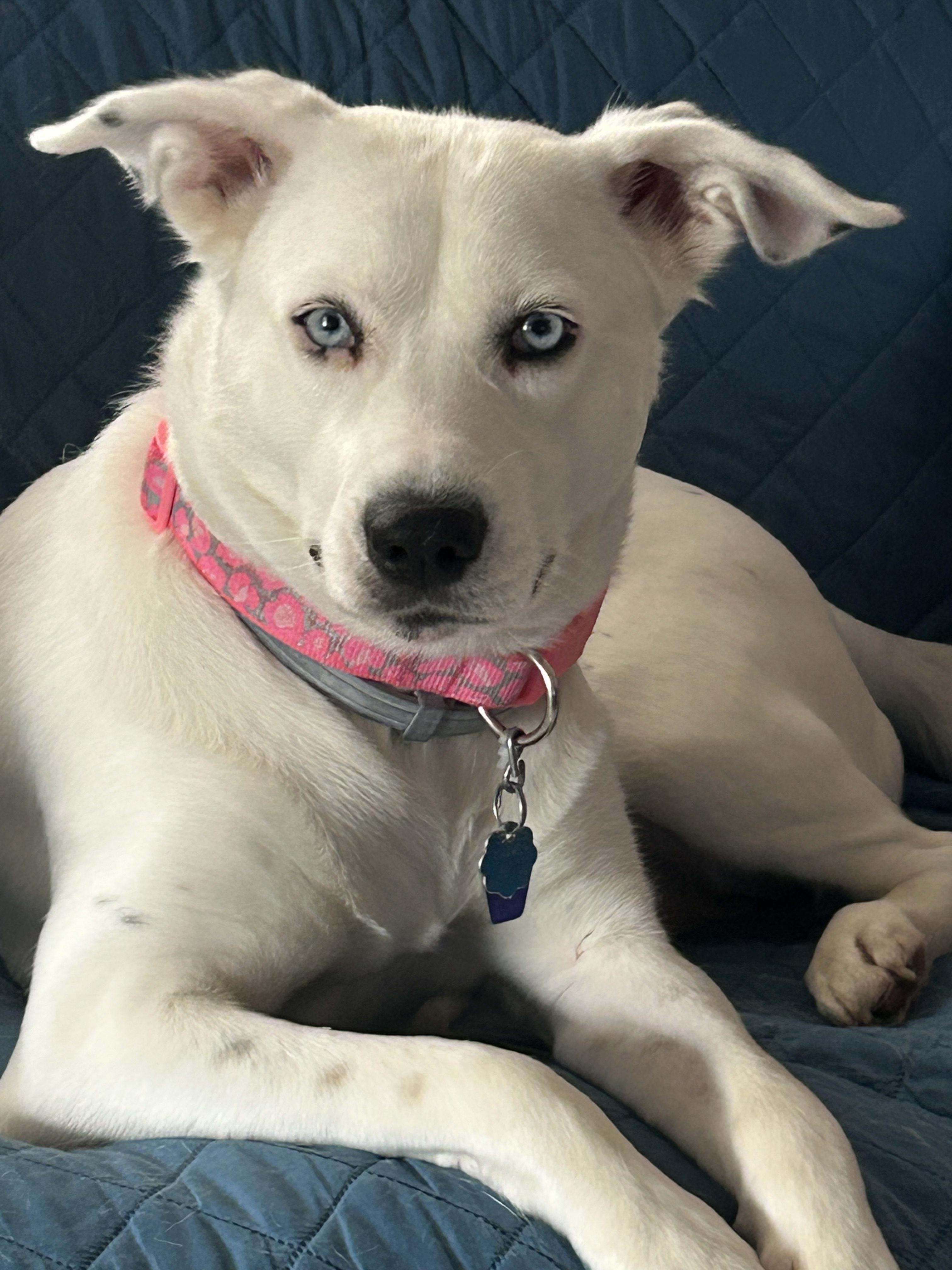 NellieBelle NellieBelle