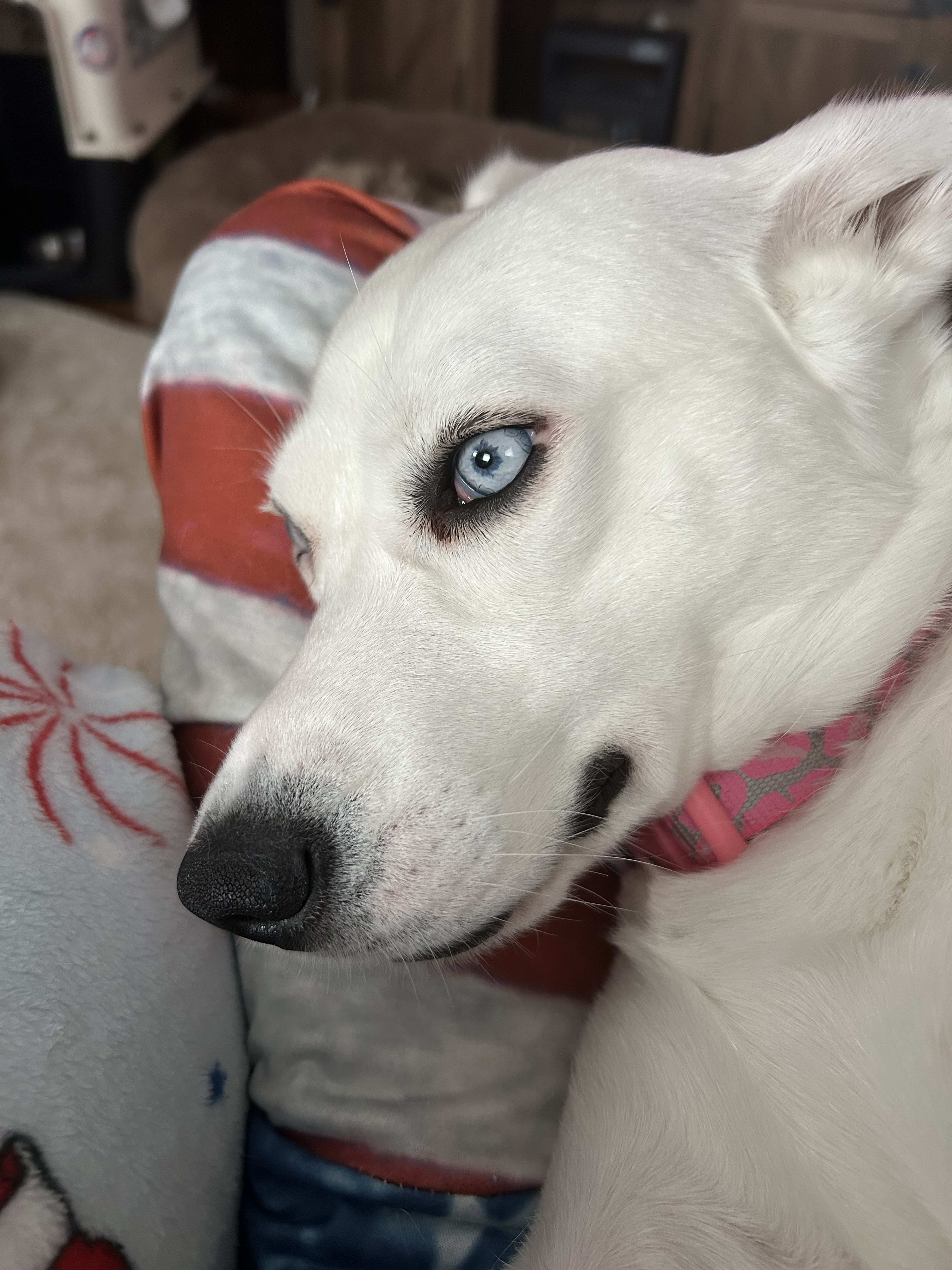 NellieBelle NellieBelle