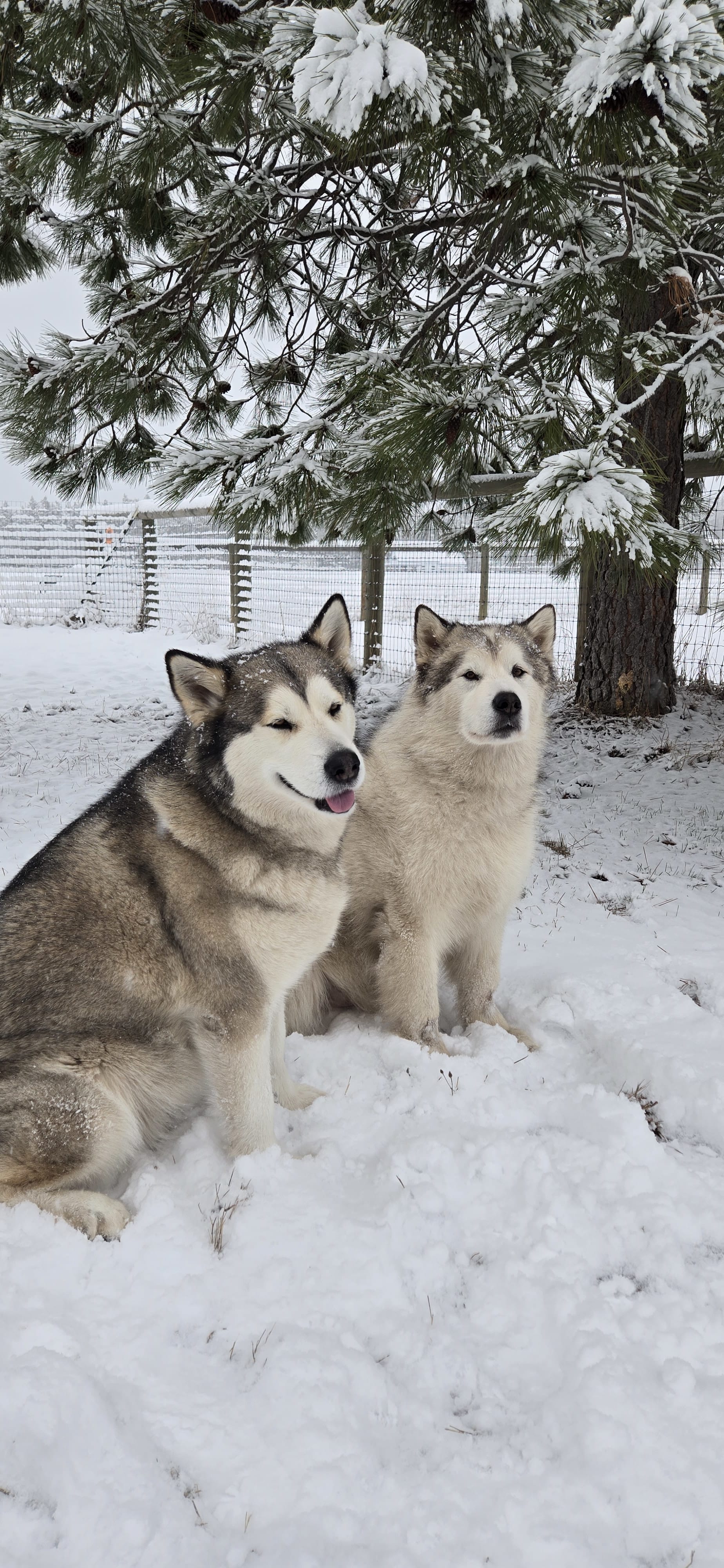 Akira from Moonsong Malamute Rescue