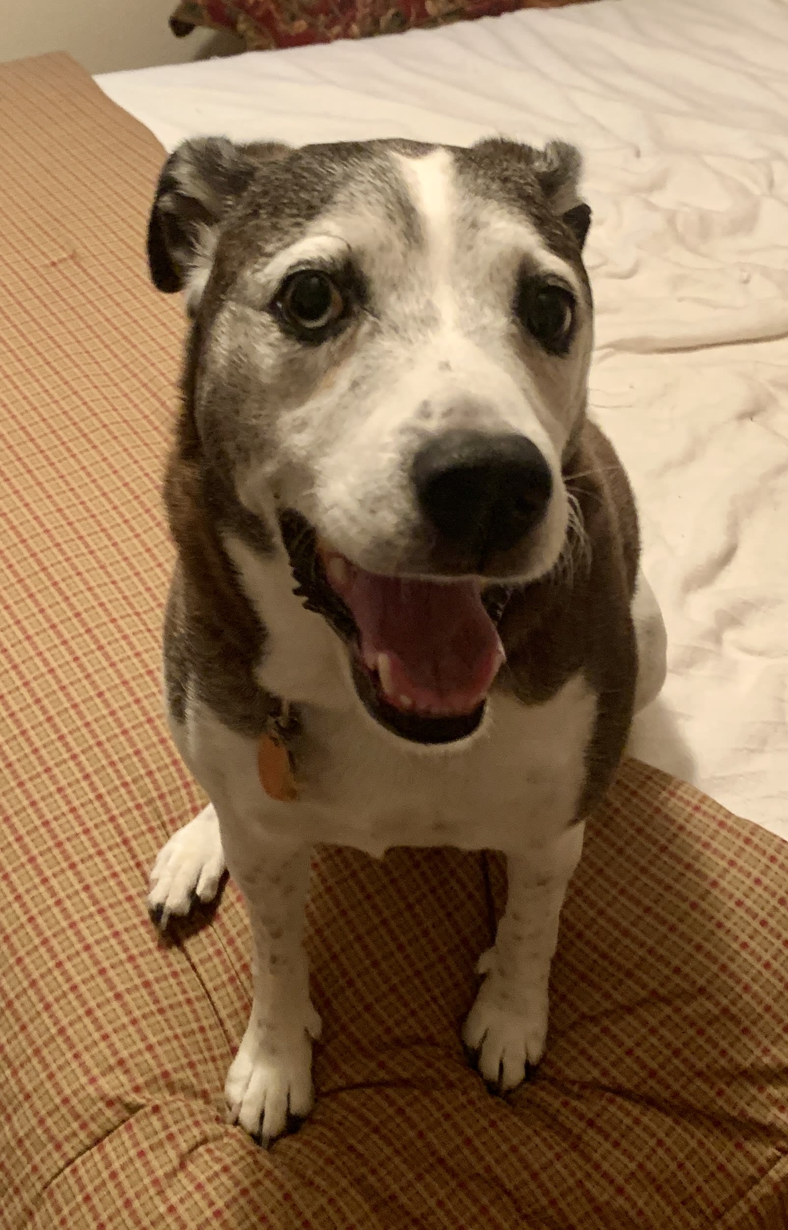Toby