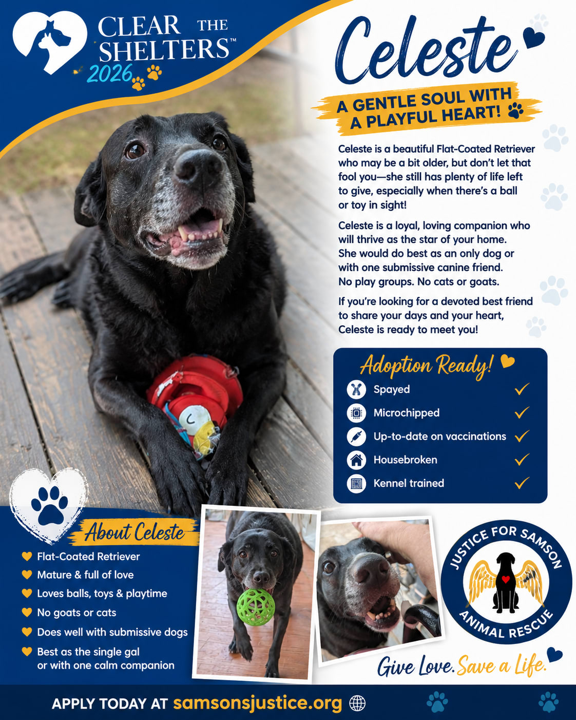 Adopted Happy tails furever Alfie Adopted Happy tails furever Alfie