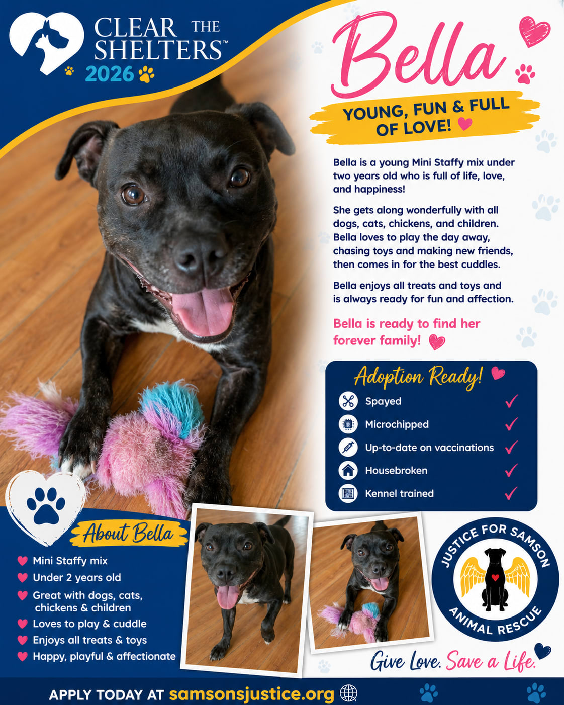 Adopted Happy tails furever Alfie Adopted Happy tails furever Alfie