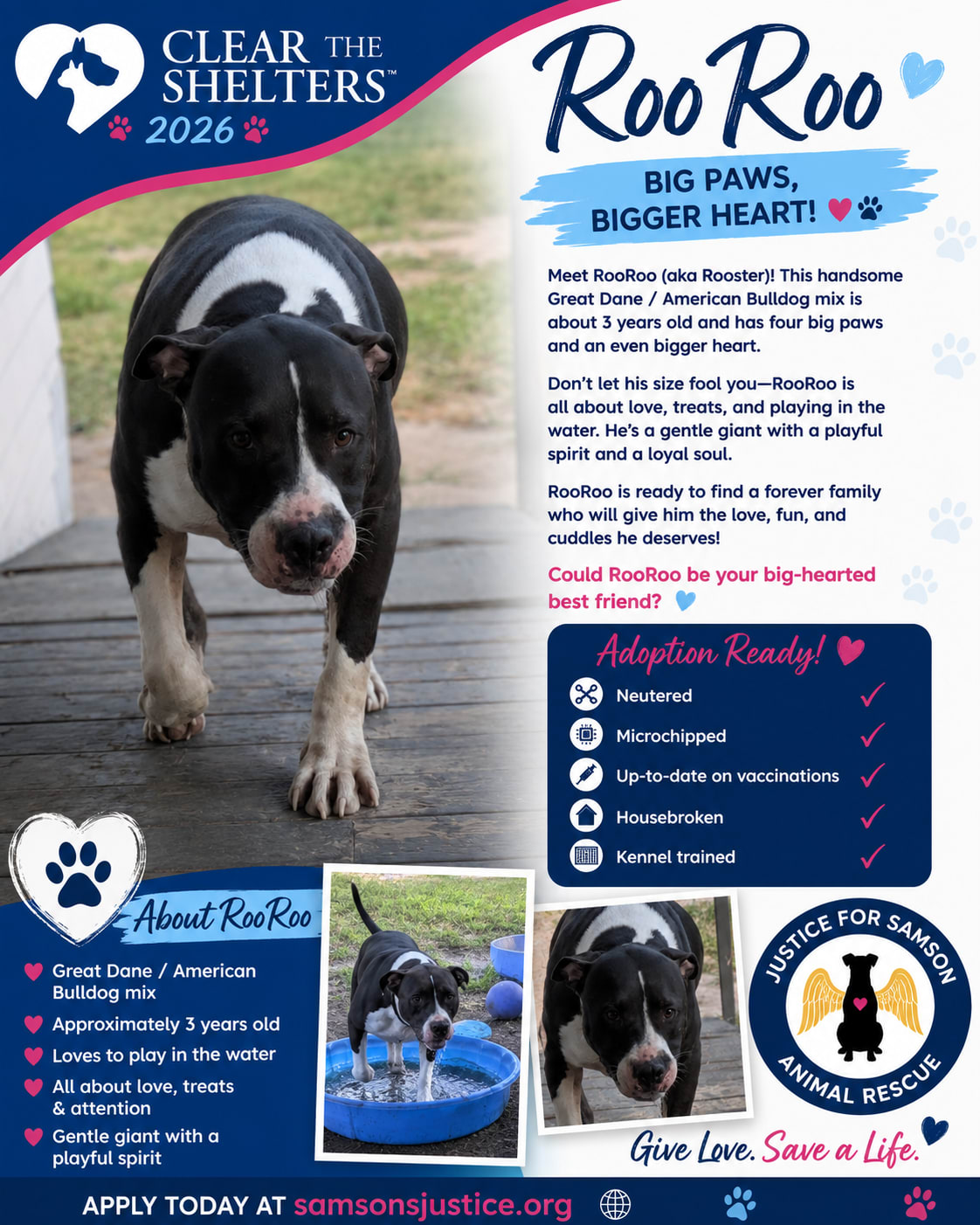 Adopted Happy tails furever Alfie Adopted Happy tails furever Alfie