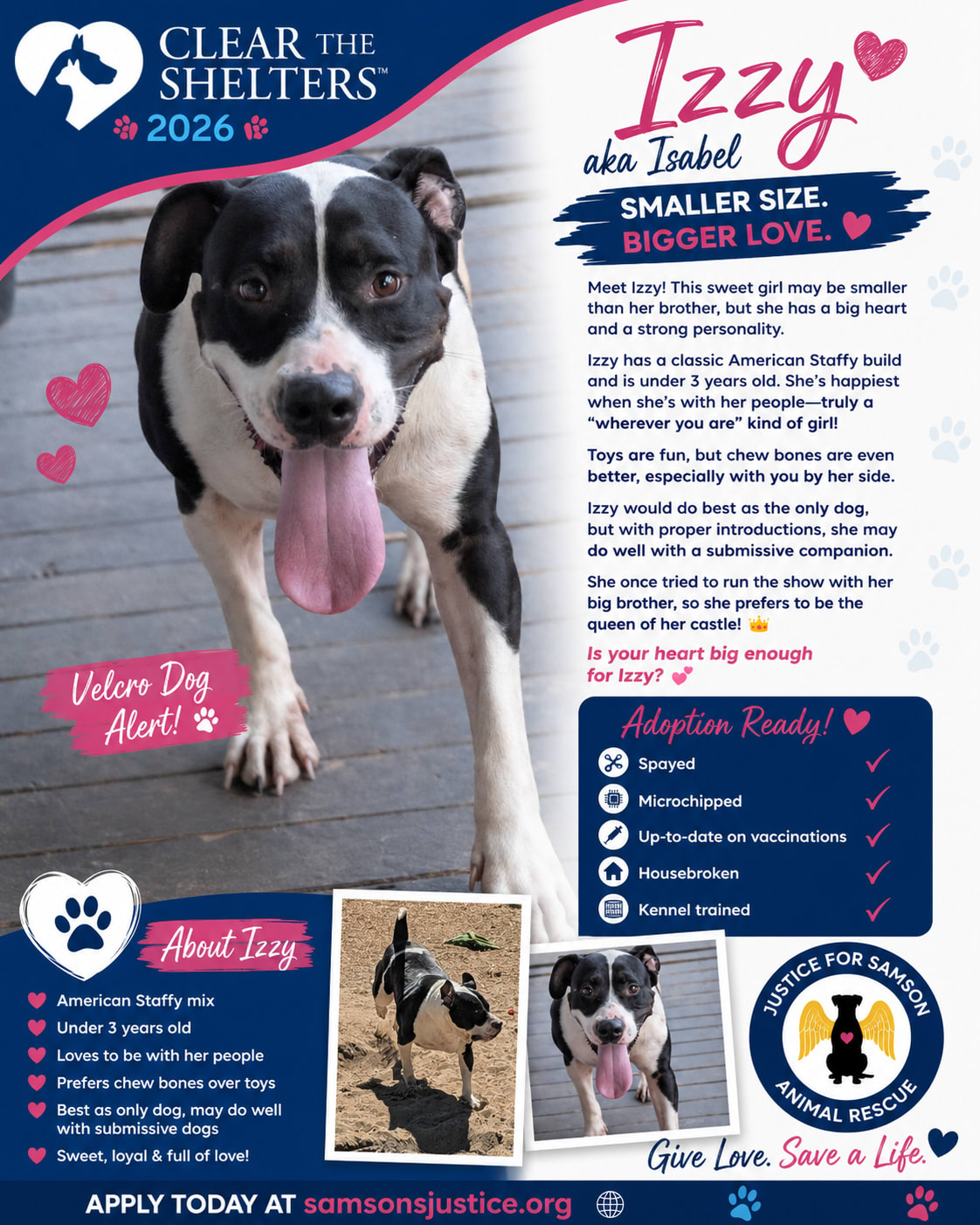 Adopted Happy tails furever Alfie Adopted Happy tails furever Alfie