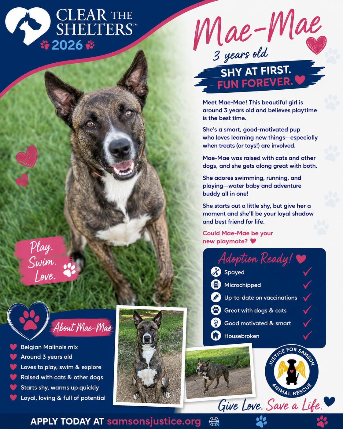 Adopted Happy tails furever Alfie Adopted Happy tails furever Alfie