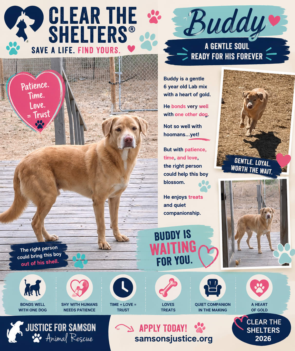 Adopted Happy tails furever Alfie Adopted Happy tails furever Alfie